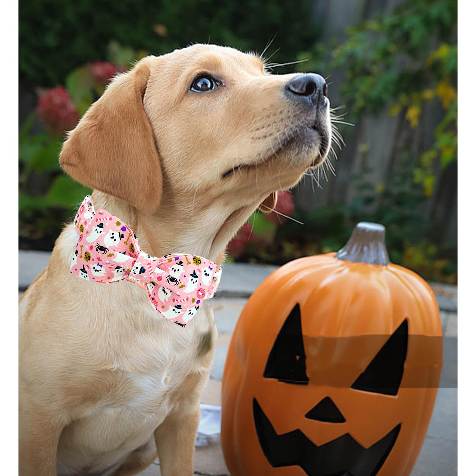 Lionheart Glory Halloween Dog Collar Bowtie - Heavy Duty, Adjustable, Fall Holiday Collar For Small Dogs, Female Or Male
