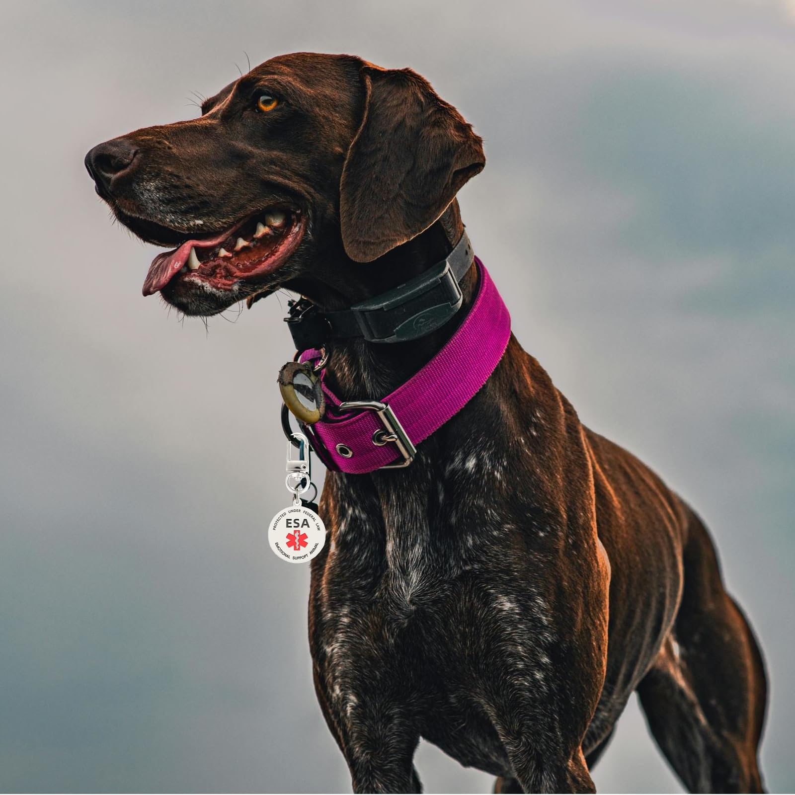 Mydeeryoo Esa Dog Id Tag Emotional Support Animal Easily Attach To Dog Collar, Harness (Medium-1.18 Inch)