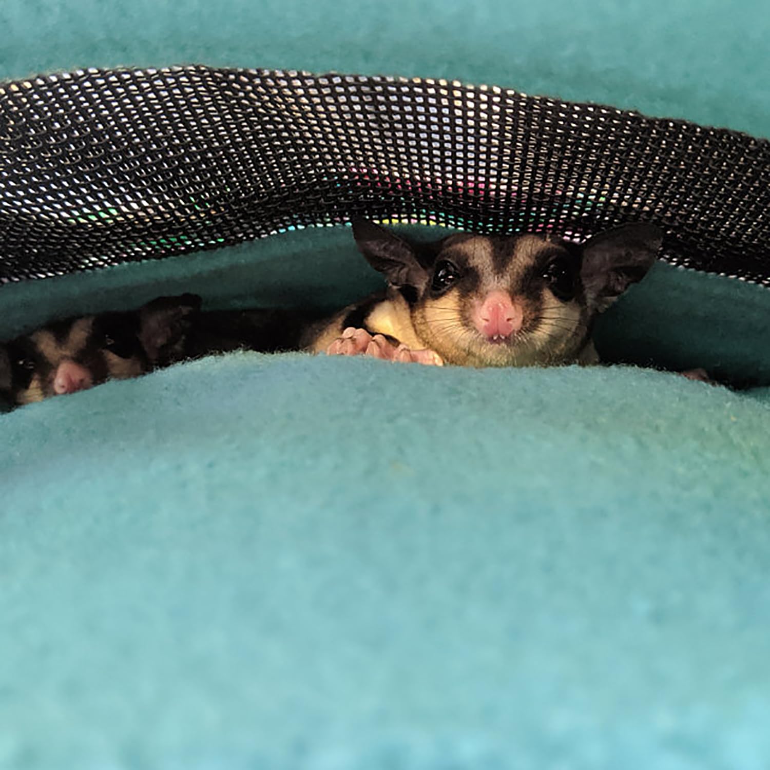 Exotic Nutrition 2 Pack Carry Pouch For Small Animals - Breathable Window, Strong Zipper, Adjustable Strap - Sugar Gliders Hamst