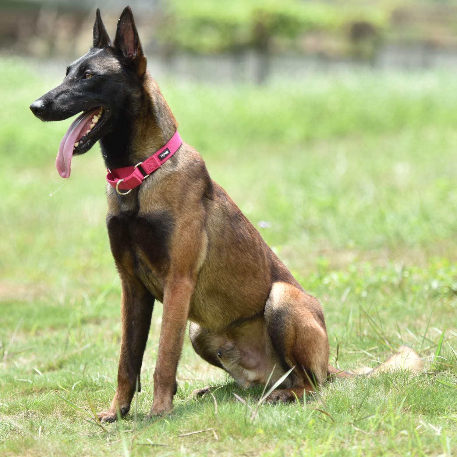 Hyhug Premium Anti-Escape Strong Extended Martingale Large Boy And Girl Dog Collar - Walking Training Daily Use.(Large,Solid Color Rose Red Pink)