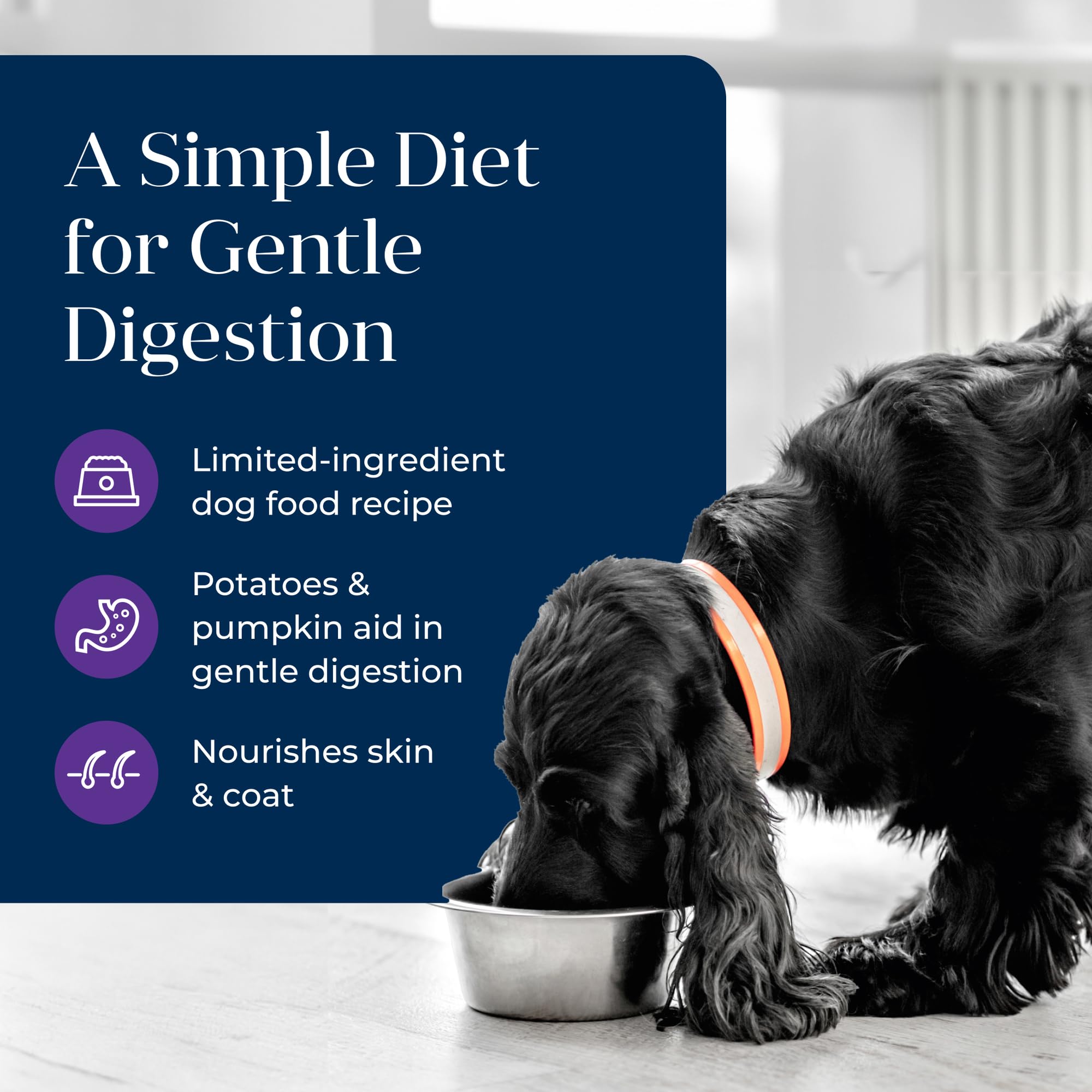 Blue Buffalo Basics Grain-Free Adult Wet Dog Food, Skin & Stomach Care, Limited Ingredient Diet, Turkey Recipe, 12.5-oz Can, 12