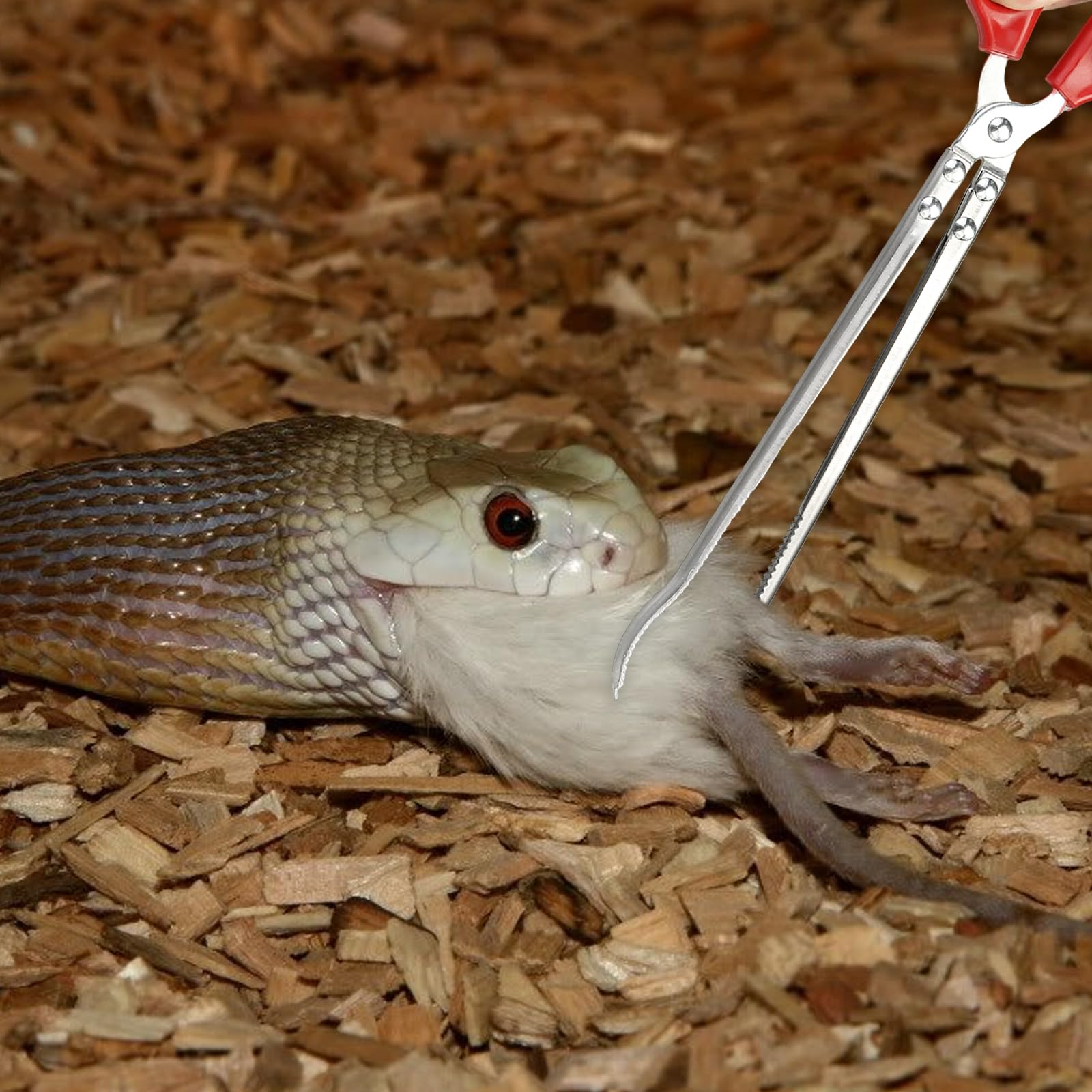 Fwunyvn Reptile Feeding Tongs,Bent-Billed Snake Feeding Tongs Non-Skidding Easy-Grip Tweezers,Long Large Tweezers Python Accesso