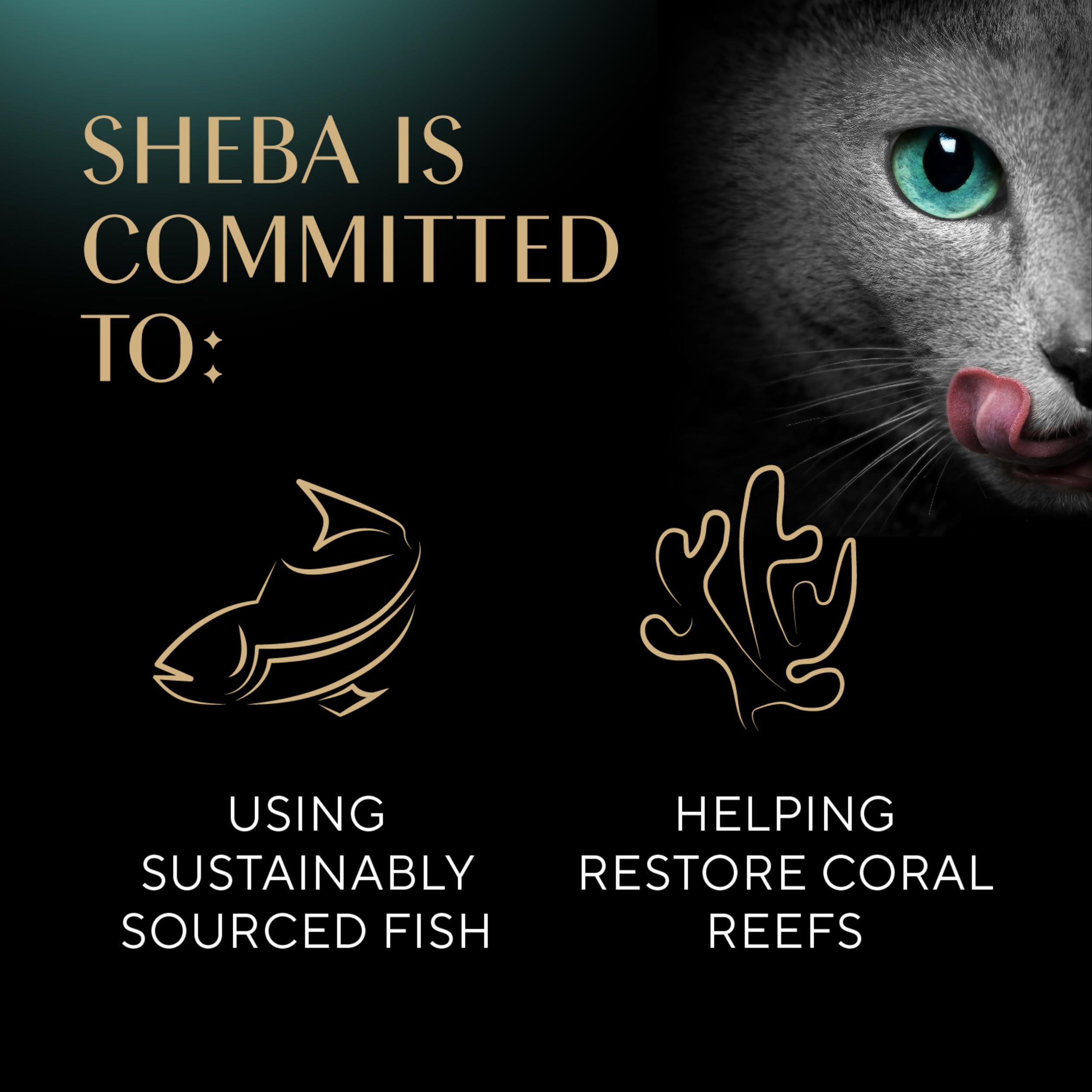 Sheba Perfect Portions Pat   Adult Wet Cat Food Trays (24 Count, 48 Servings), Savory Chicken Entr  e, Easy Peel Twin-Pack Trays