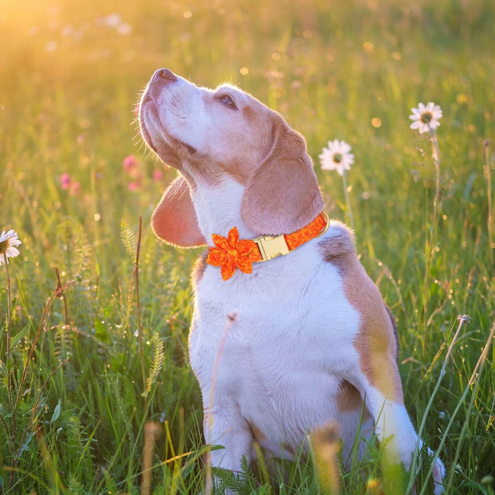Beirui Cute Girl Dog Collars for Female Dogs, Fall Dog Collar with Flower, Soft Floral Pet Collars for Small Medium Large Dogs(M