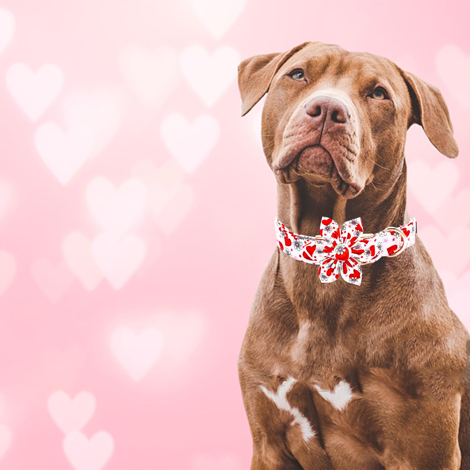 Elegant little tail Valentine's Dog Collar with Flower, Cute Flower with Heart Dog Collar Holiday Female Adjustable Cotton Pet C