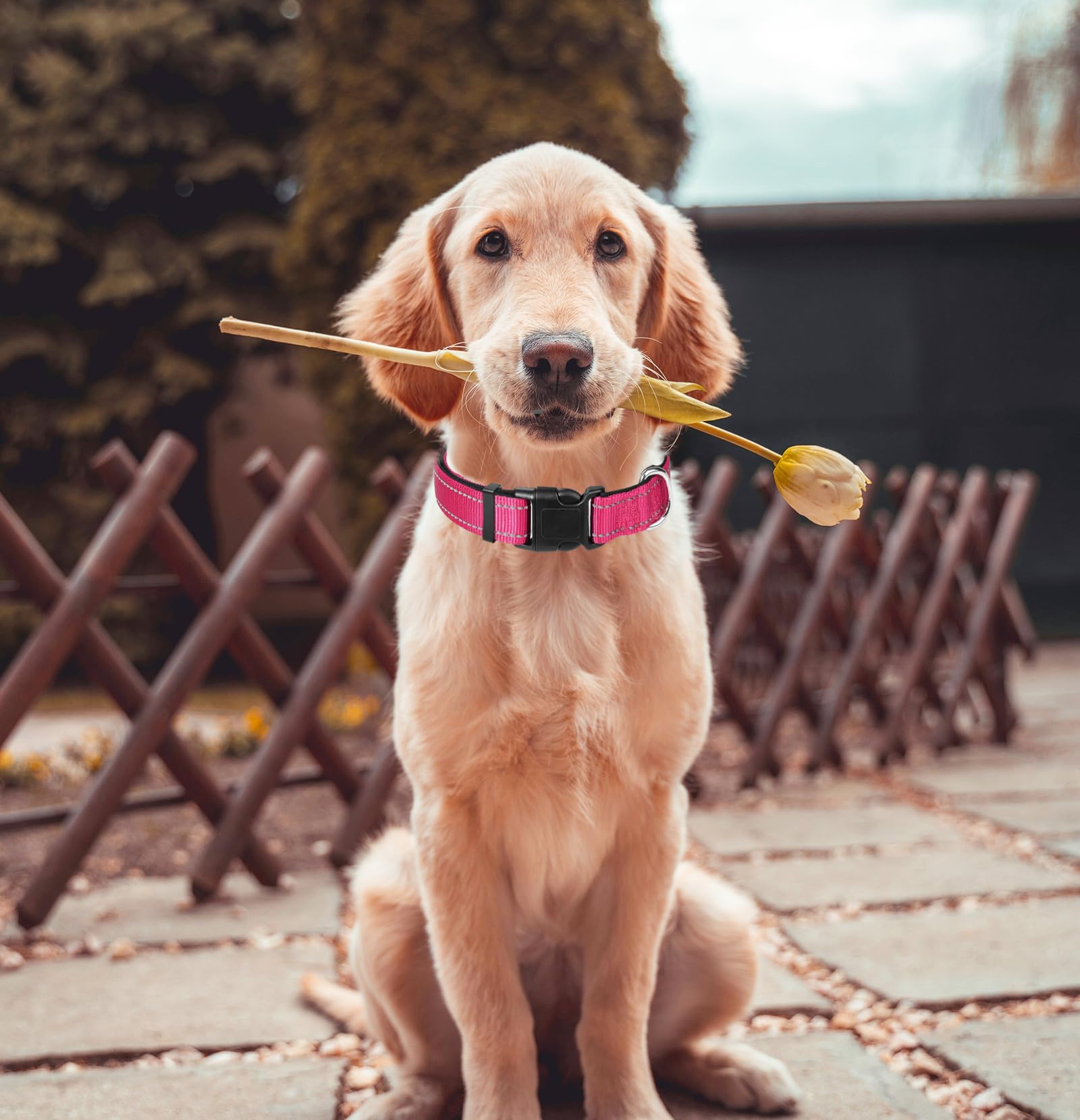 Xs Dog Collar, Reflective Pet Collar With Buckle Adjustable Safety Nylon Collars For Small Medium Large Dogs, Hot Pink