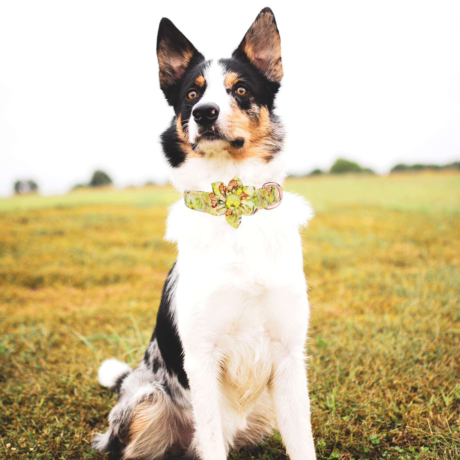 HSIGIO Dog Collar and Leash Set Girls Adjustable Puppy Collars with Floral Bow Tie for Small Medium Large Female Dogs, Yellow Ro