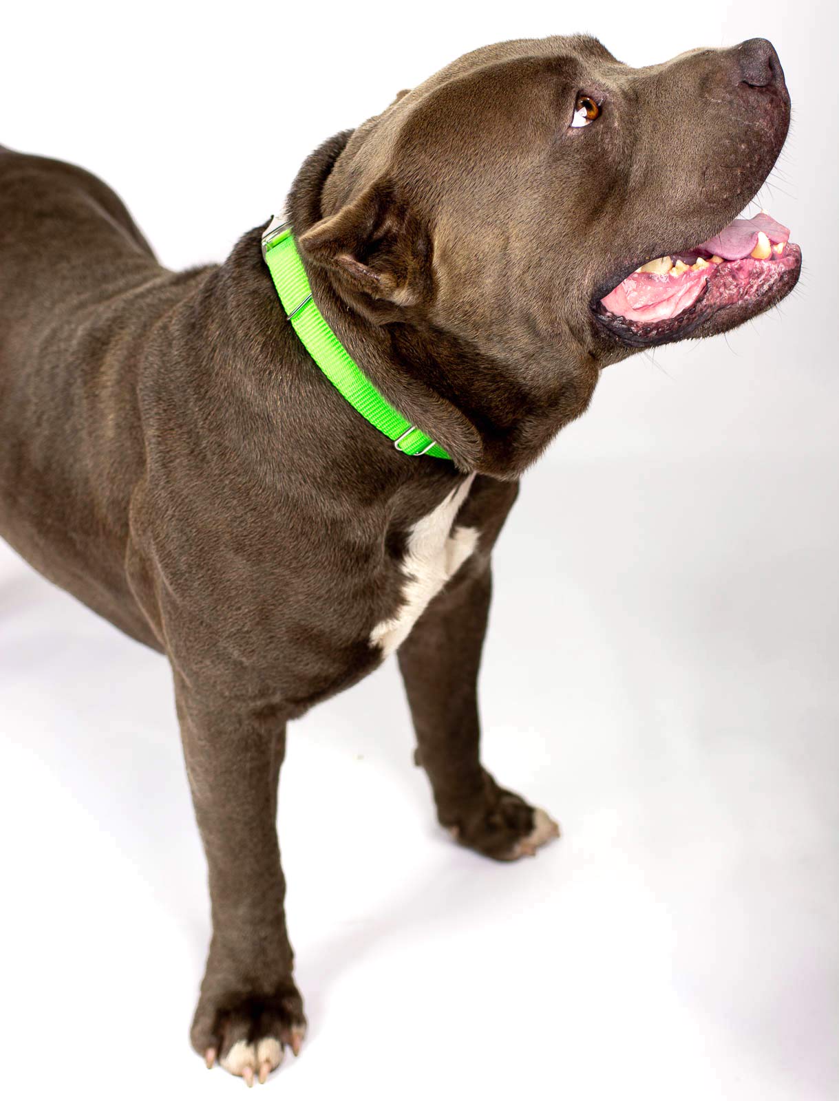 Country Brook Design - Vibrant 30+ Color Selection - Premium Nylon Dog Collar With Metal Buckle (Extra Large, 1 Inch, Hot Lime Green)