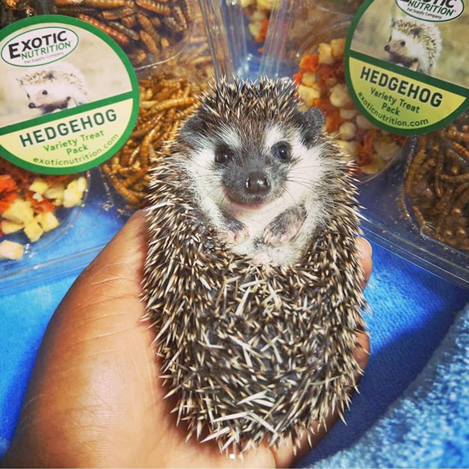 Hedgehog Treat Variety Pack - Healthy Natural Treat Assortment - Dried Mealworms, Dried Black Soldier Fly Larvae, Dried Crickets