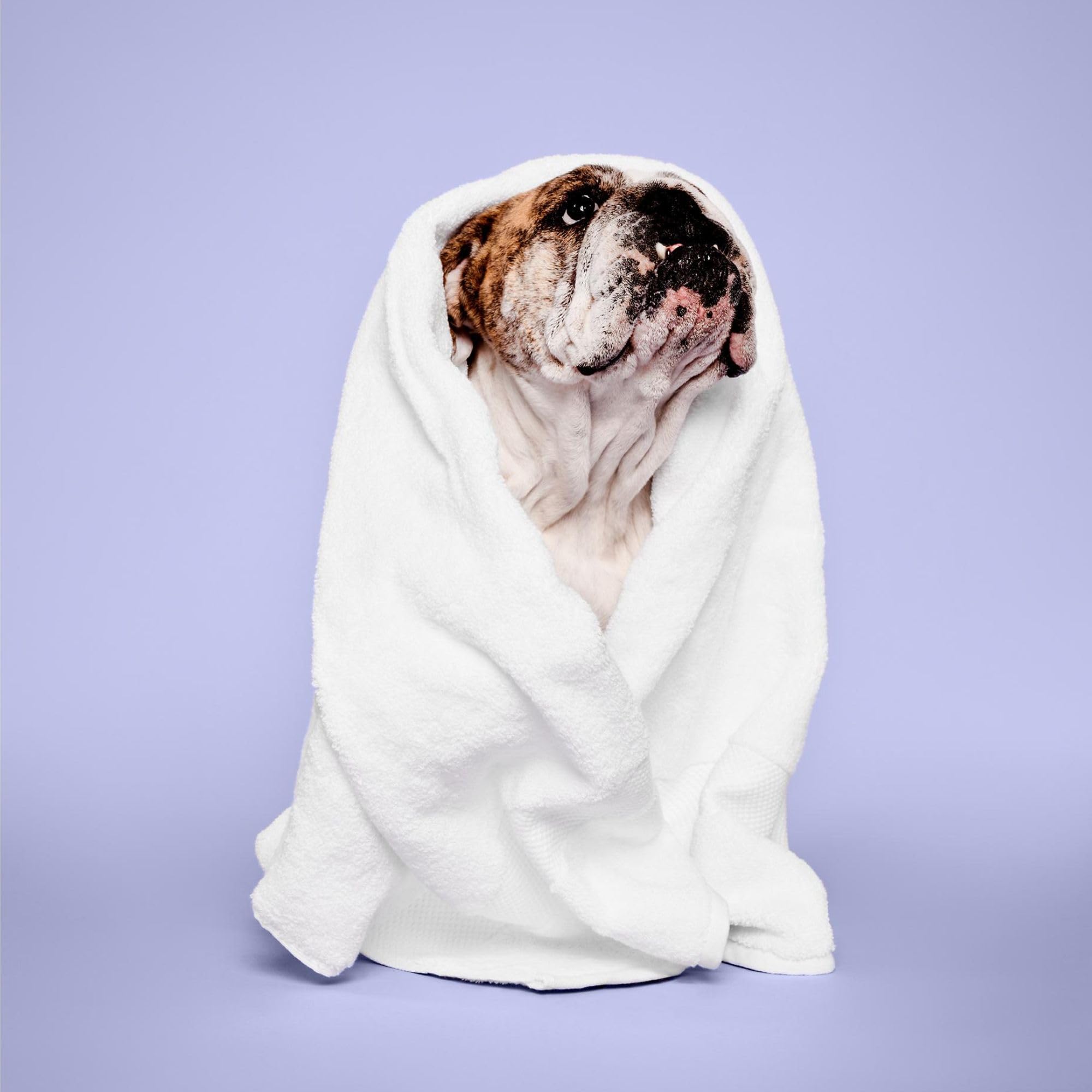 Paul Mitchell Pet Calming Lavender Mint Shampoo, Botanical-Infused Dog Shampoo, 16.9 Fl. Oz