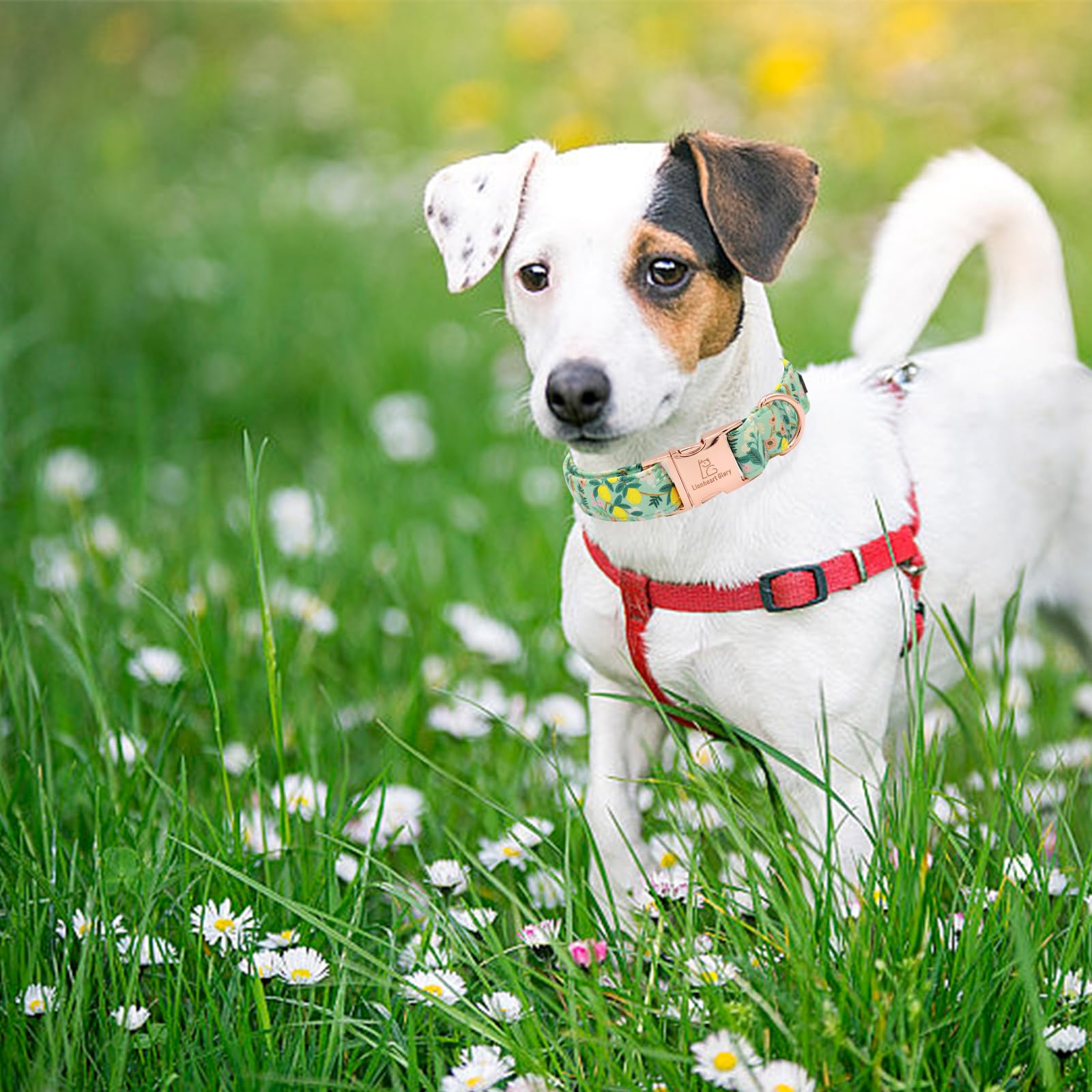 Lionheart Glory Premium Floral Dog Collar Cute Dog Collars Spring Adjustable Soft Dog Collar Girl Pet Collars For X-Small Small