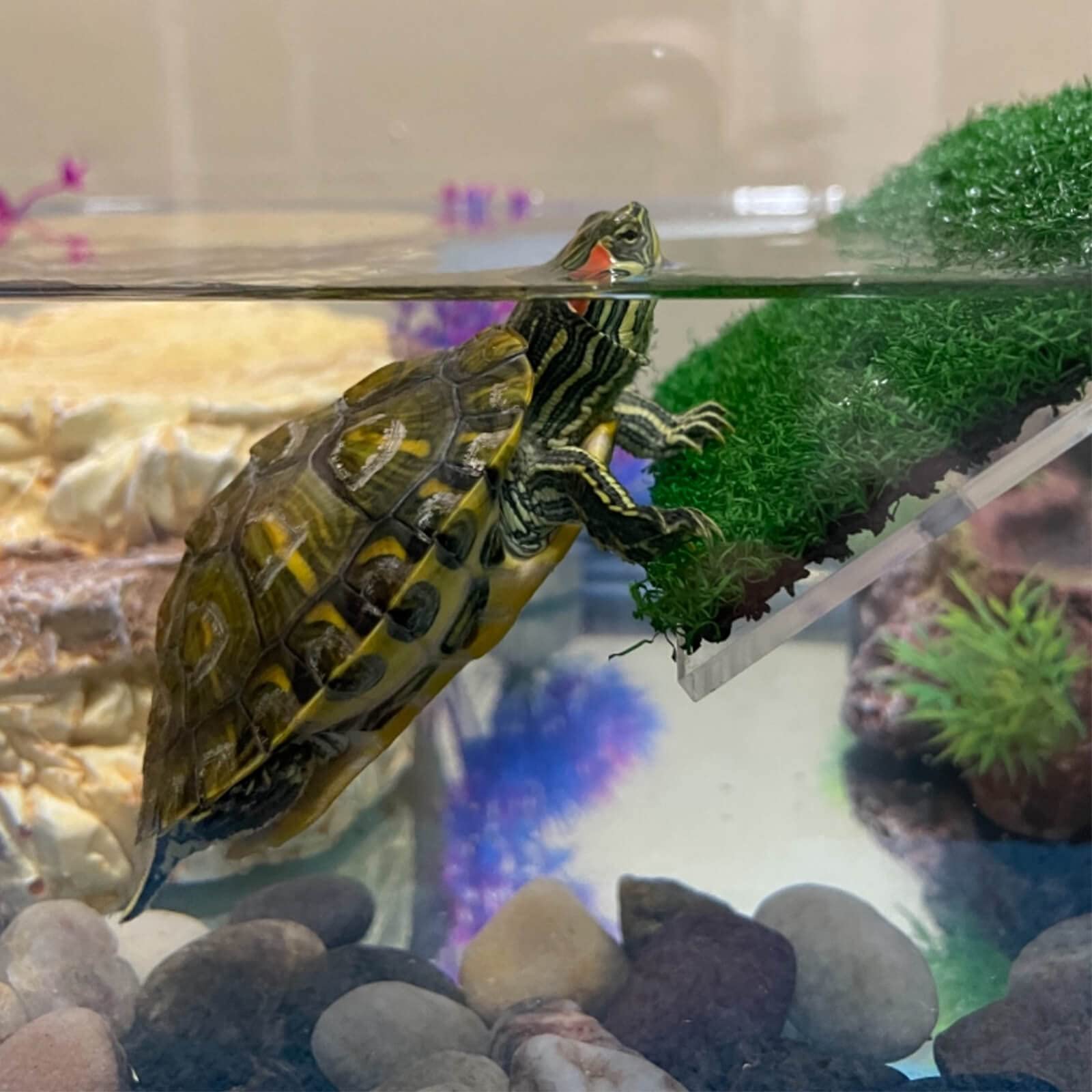 DoubleWood Turtle Basking Platform - Medium Plastic Ramp with Simulation Grass for Turtle Tanks, Small Reptiles & Frogs