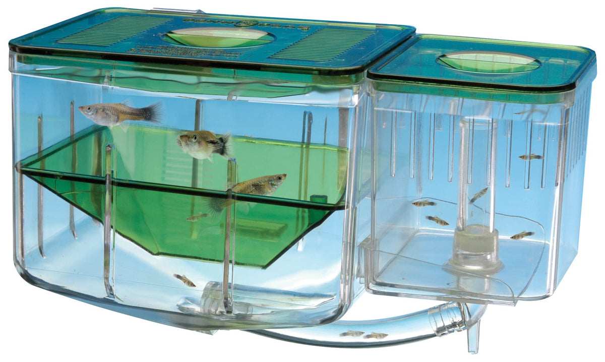 Penn-Plax An2 Aqua Nursery And Hatchery Breeding Box For Your Aquarium - Help Protect Baby Fish From Predators