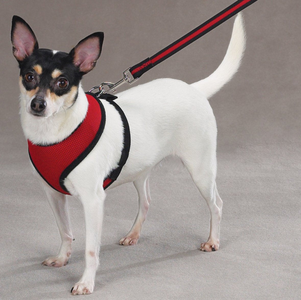 Casual Canine Mesh Dog Harness, X-Small, Red