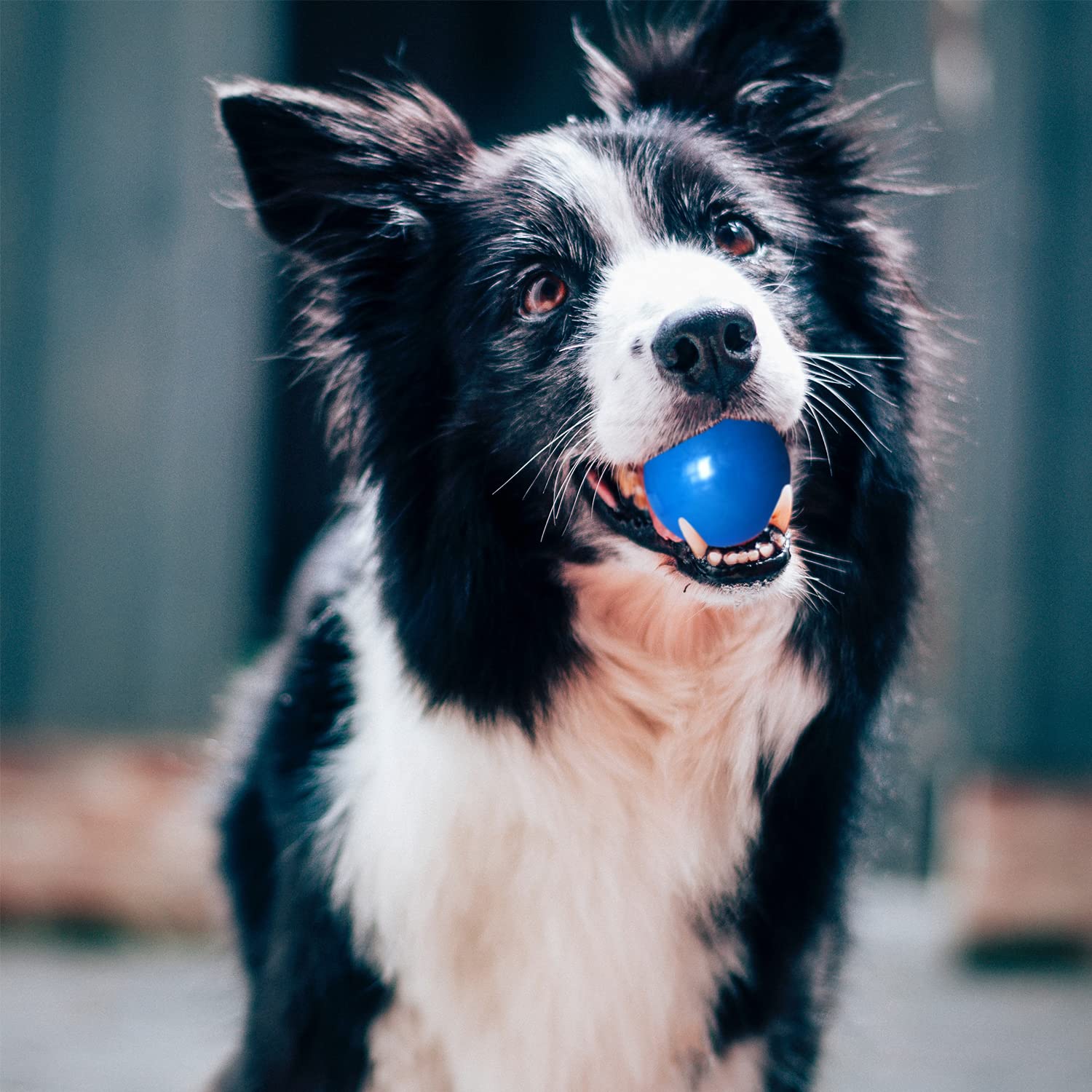 Dlder Indestructible Dog Balls, Solid Rubber Bouncy Balls For Dogs Aggressive Chewers,100% Safe & Non-Toxic, Floating Durable Dog Chew Ball For Medium&Large Dogs To Training, Play, Exercise And Fetch.