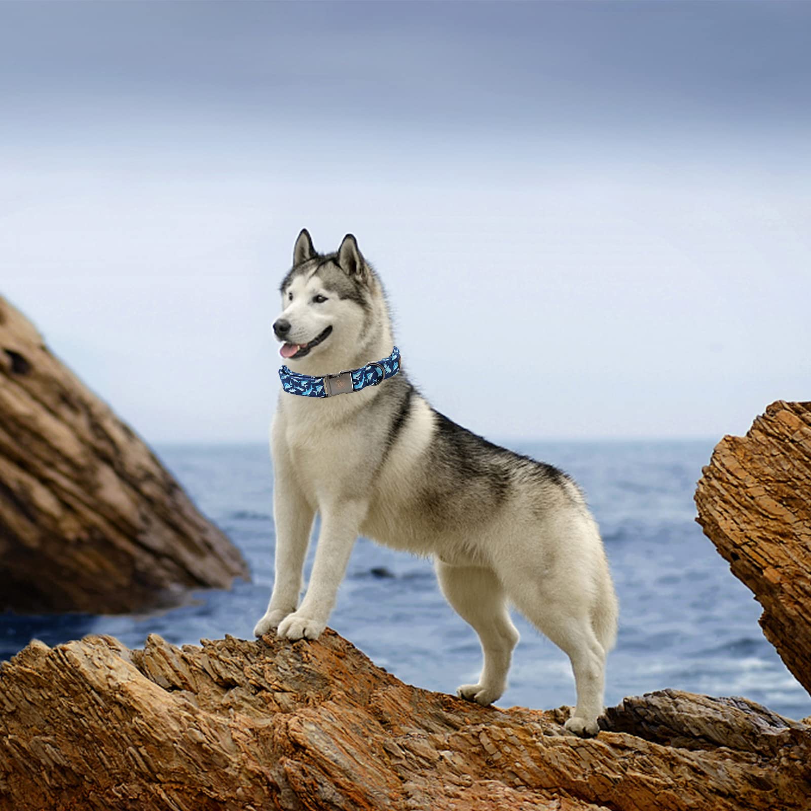 Elegant Little Tail Dog Collar, Blue Shark Pattern Pet Collar Durable Cute Dog Collars Male Or Female Pet Gift Adjustable Dog Co