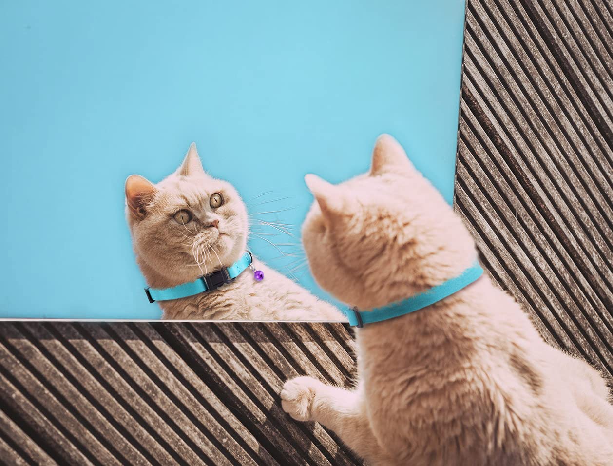 Murom Breakaway Cat Collar Leather Soft Adjustable Pet Kitten Collars With Bell Pink Brown Blue Green Red (Red)