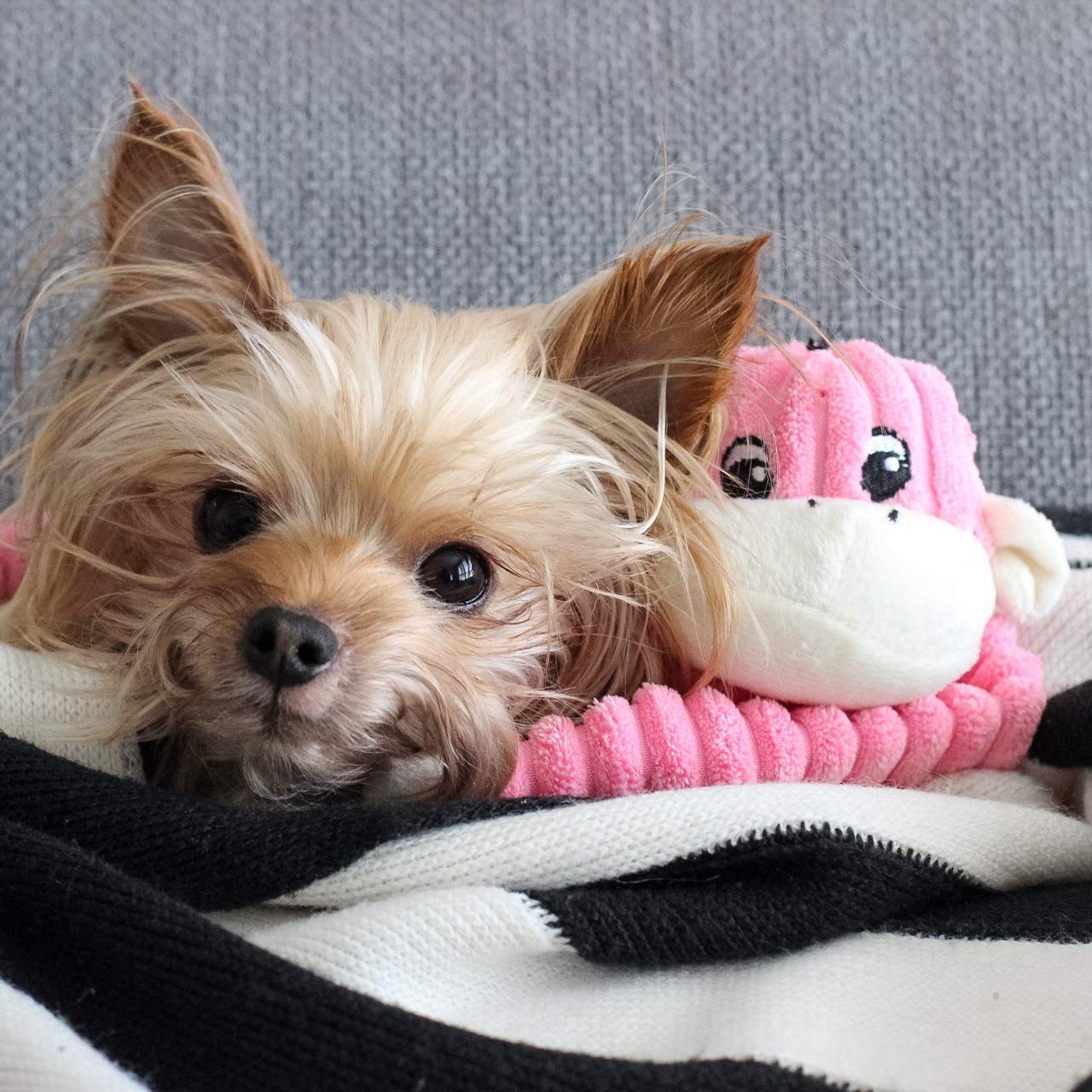 Zippypaws - Spencer The Crinkle Monkey Dog Toy, Squeaker And Crinkle Plush Toy - Pink, Small