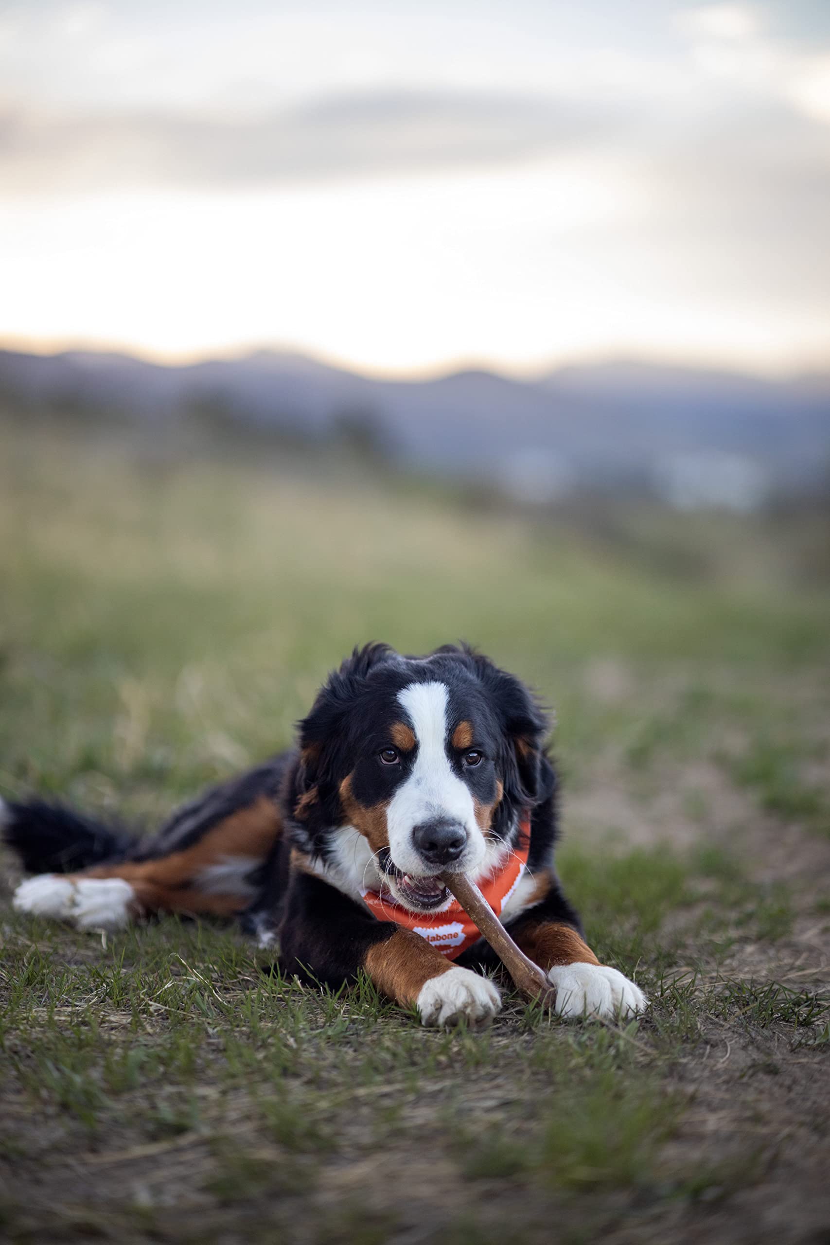 Nylabone Healthy Edibles All-Natural Long Lasting Chicken Dog Chew Treats X-Large/Souper - 50+ lbs. 1 Count