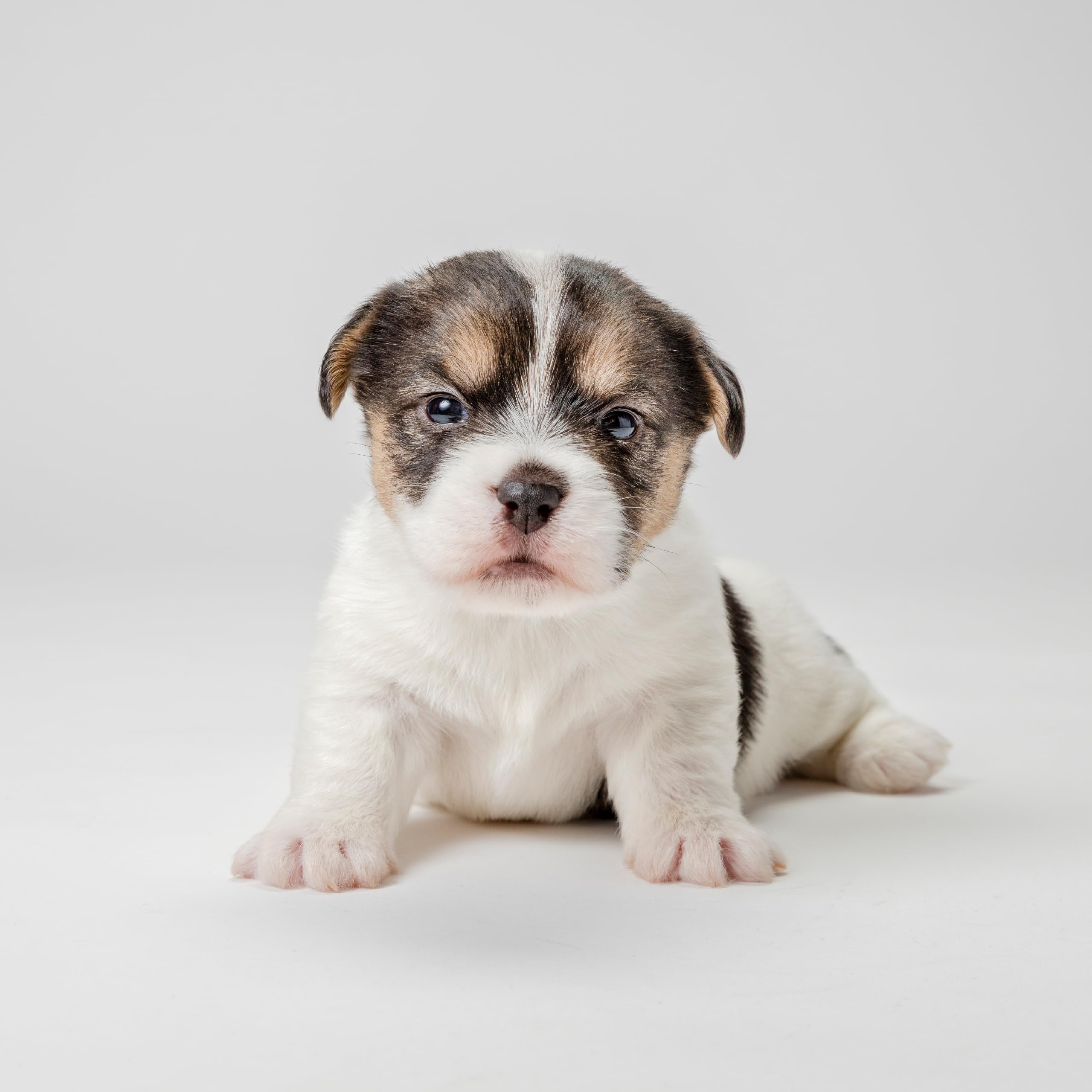 Pet-Ag Fresh ’N Clean Oatmeal ’N Baking Soda Shampoo - Tropical Fresh Scent - 18 Oz - Nurtures Dry, Itchy & Sensitive Skin With Vitamin E & Aloe - Strengthens & Repairs Coats - Soap Free