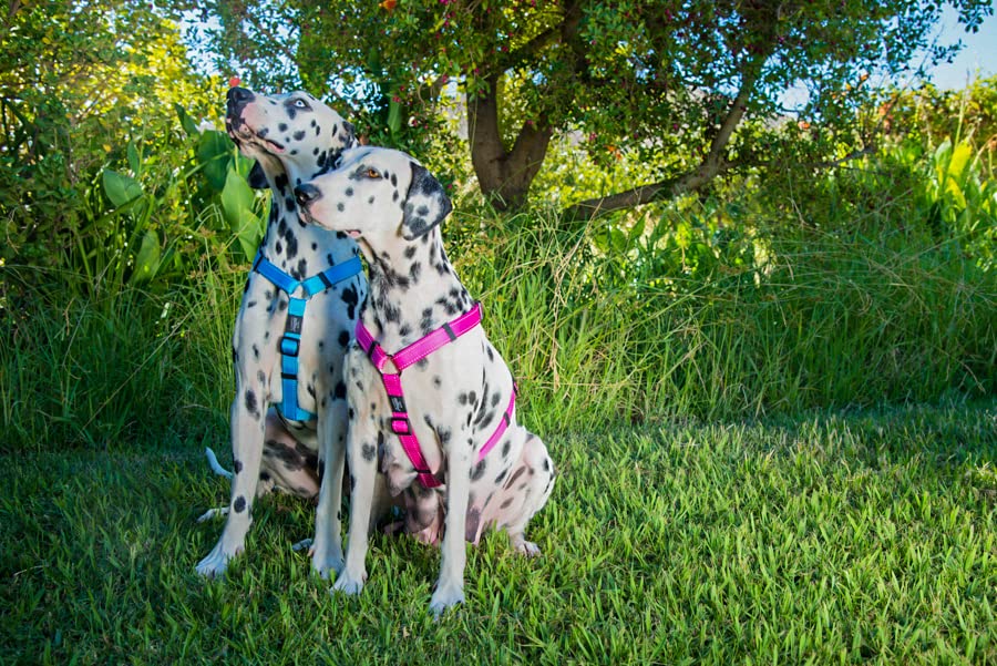 Reflective Adjustable Dog H Harness For Large Dogs; Matching Collar And Leash Available, Black