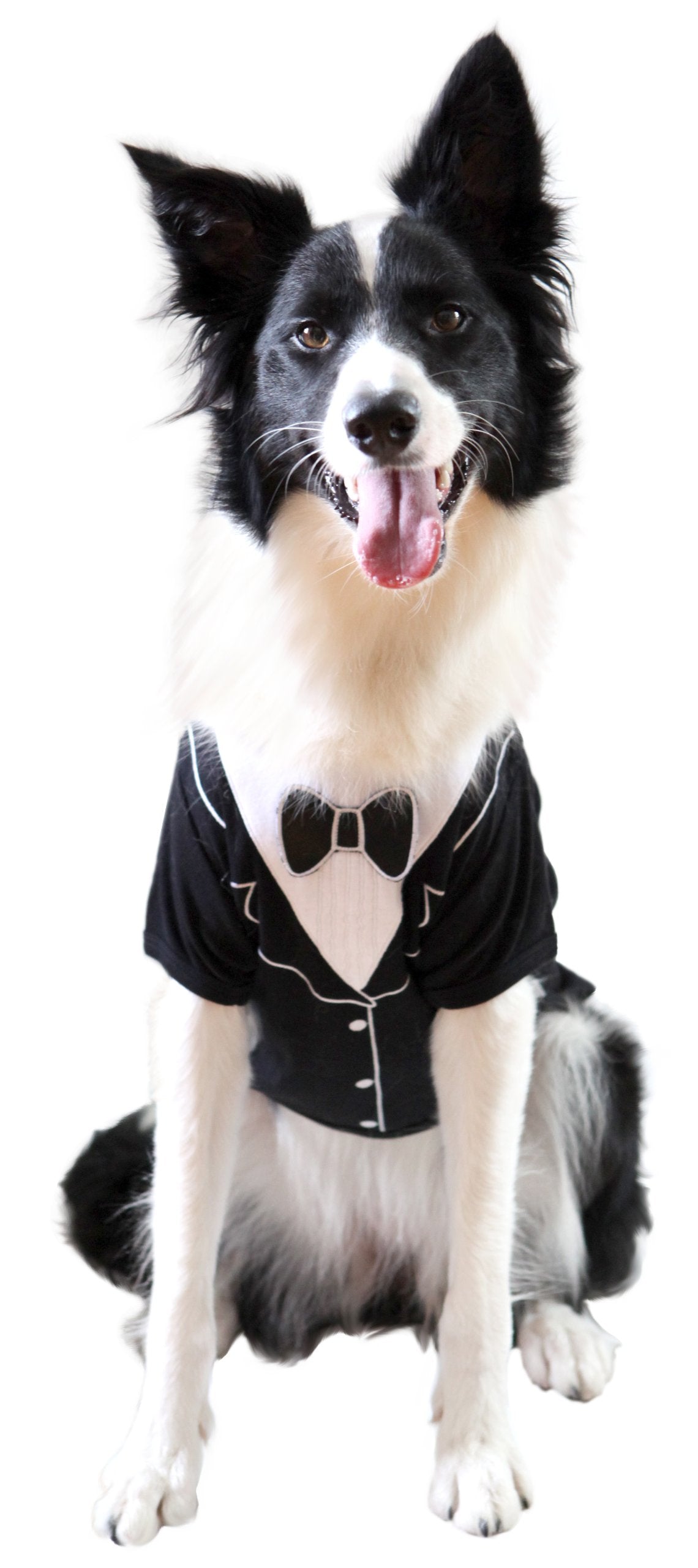 Frenchie Mini Couture Dog Tuxedo, (Medium)
