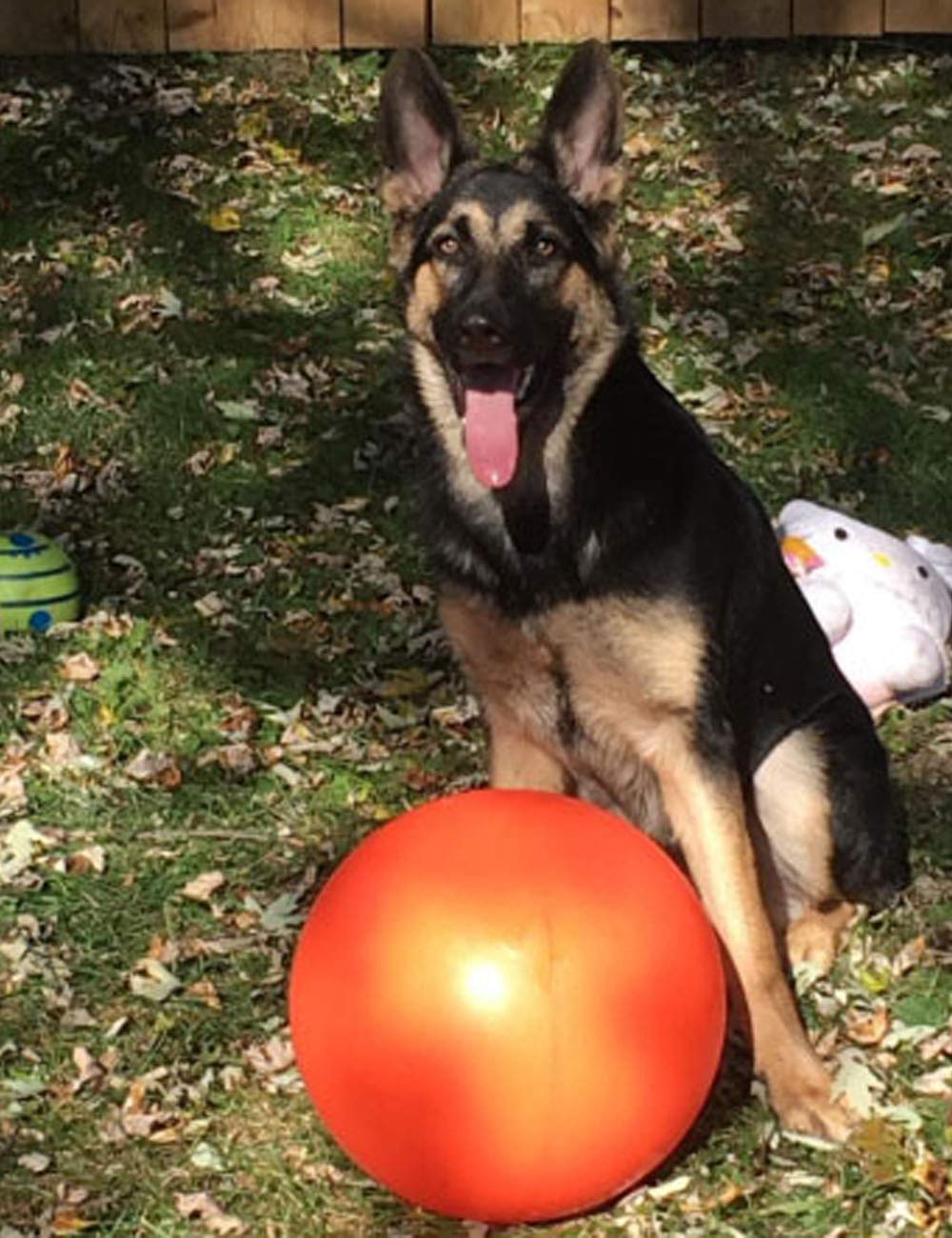 Doggie Dooley B00Cit99Bc Virtually Indestructible Best Ball (Hard Plastic, Colors May Vary), All Breed Sizes , 14 Inch