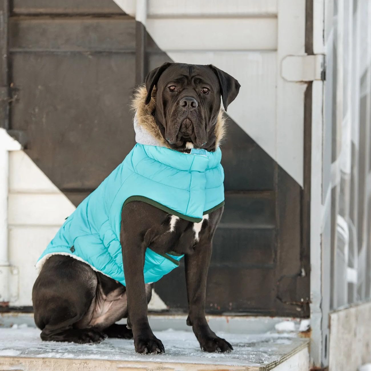Gf Pet - Winter Sailor Parka - (Large, Aqua)