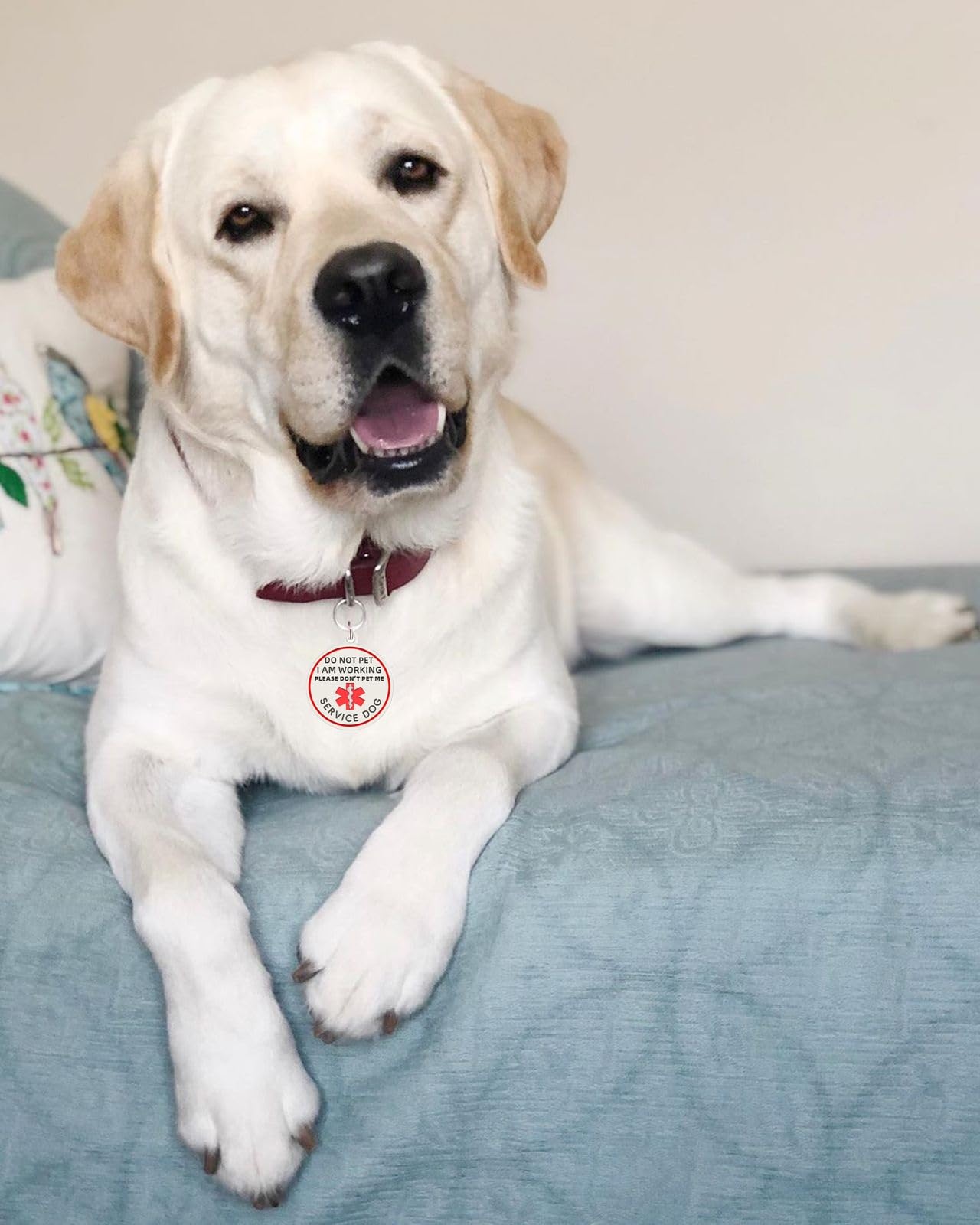 Do Not Pet Tag Easily Attach To Dog Collar, Harness, Vest (Medium)