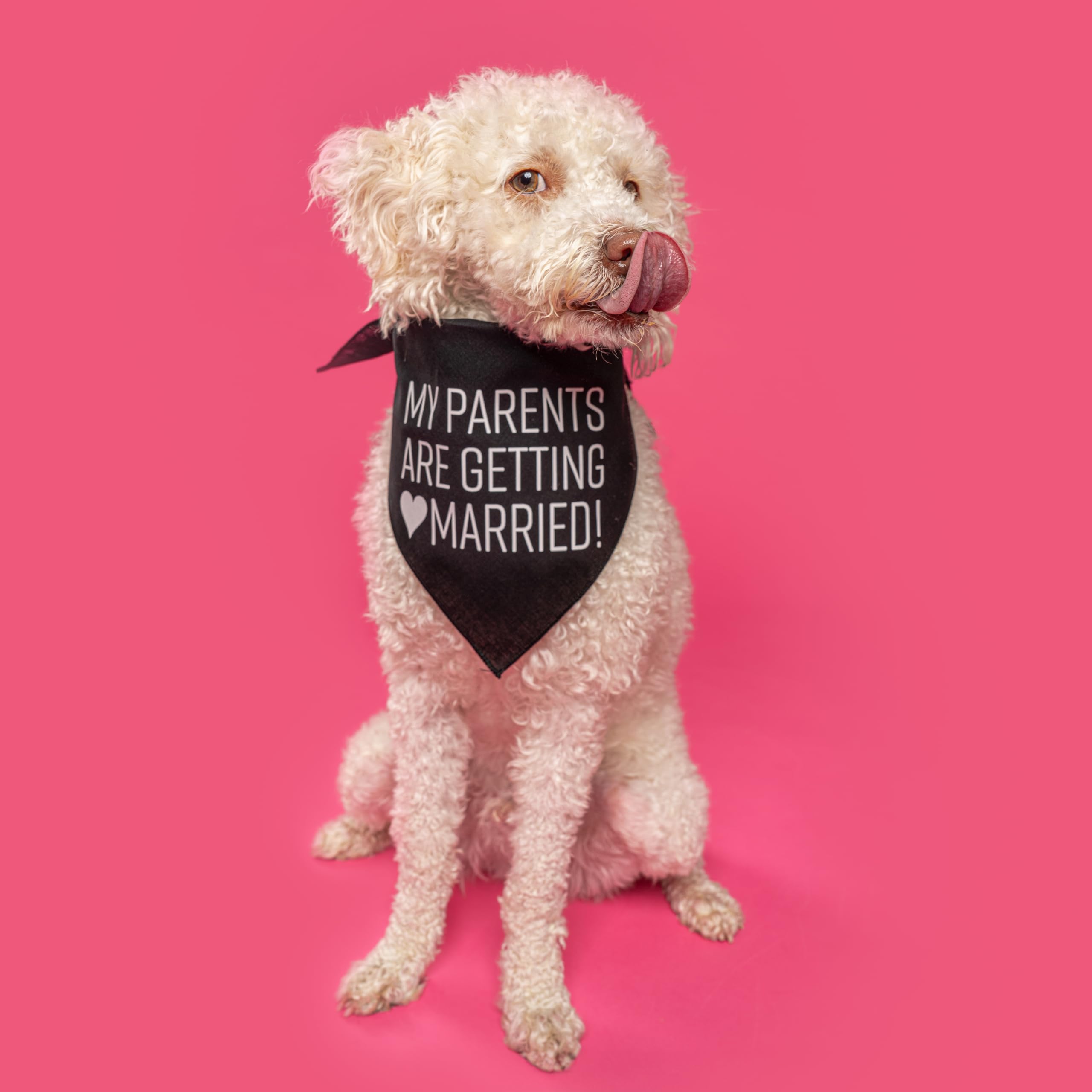 My Parents Are Getting Married Dog Bandana (Navy, Xs 58)