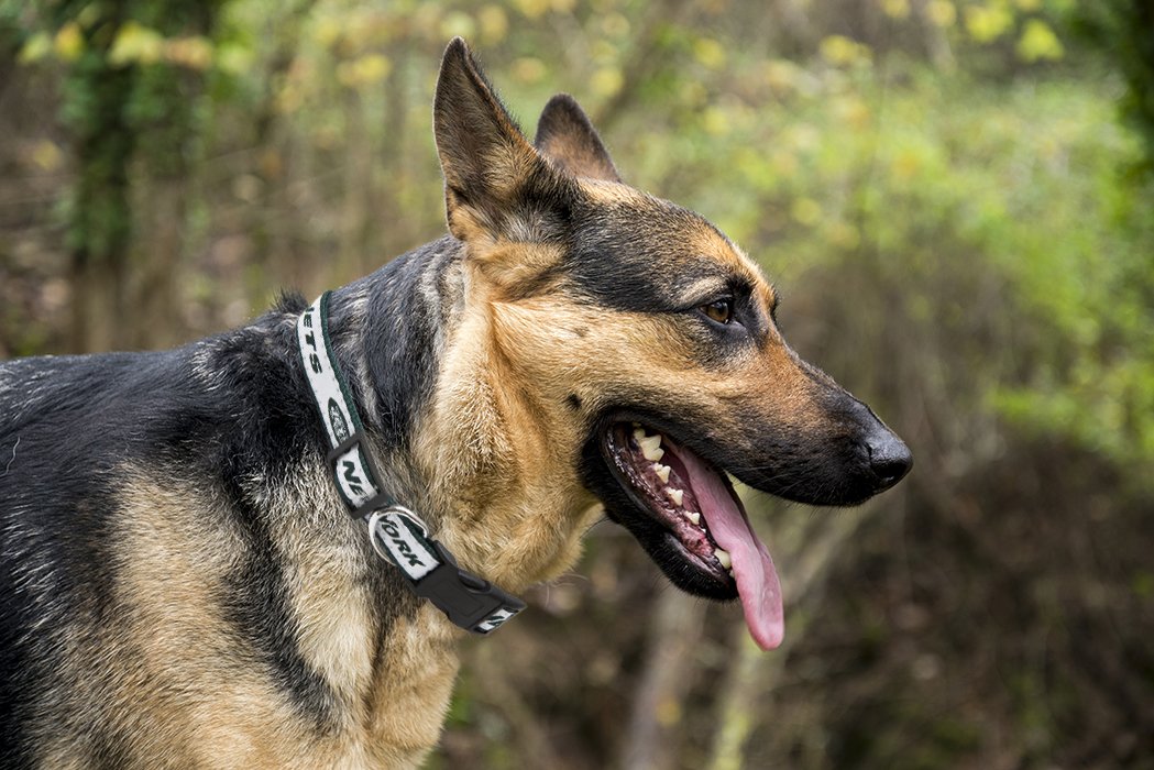 Pets First NFL New York Jets Licensed PET COLLAR, Medium - Heavy-Duty, Strong, and Durable Dog Collar. Available in 31 Football