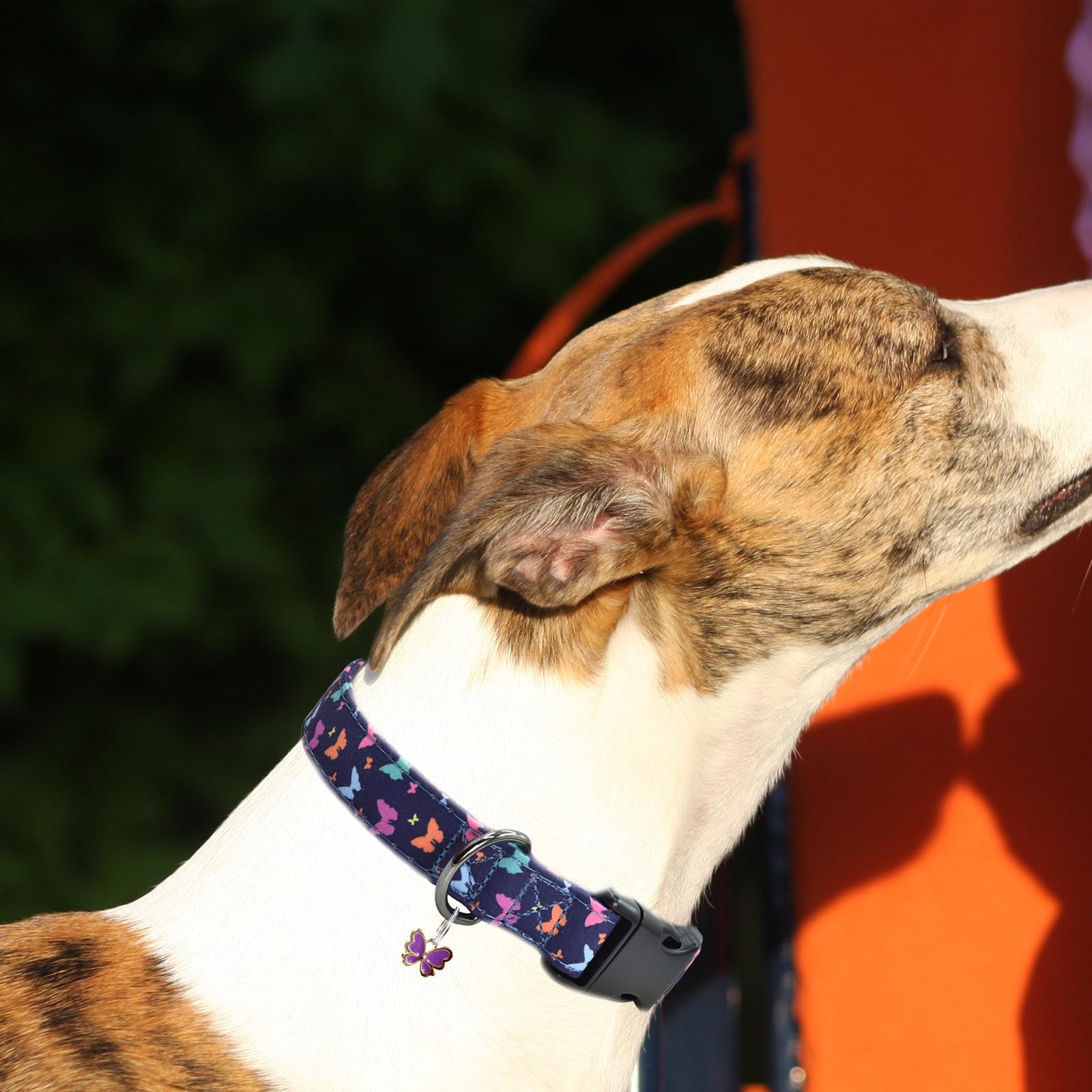 Flower Patterns Dog Collar With Accessories, Soft Cotton Dog Collars For Small Medium Large Female And Male Dogs(Butterfly2 M)