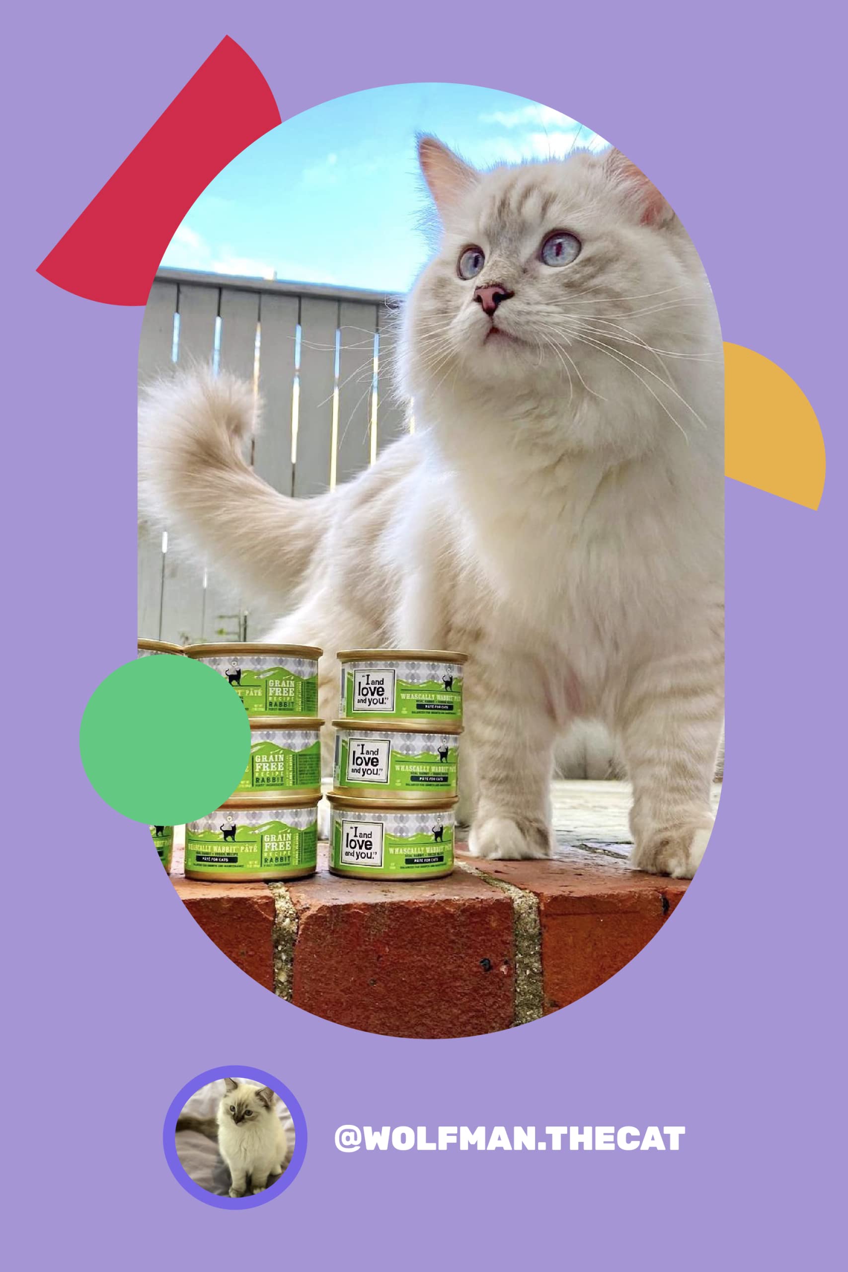 I and love and you Wet Cat Food - Chicken Me Out Pt   - Chicken Recipe, Grain Free, Filler Free, 5.5oz Pack of 12 Cans