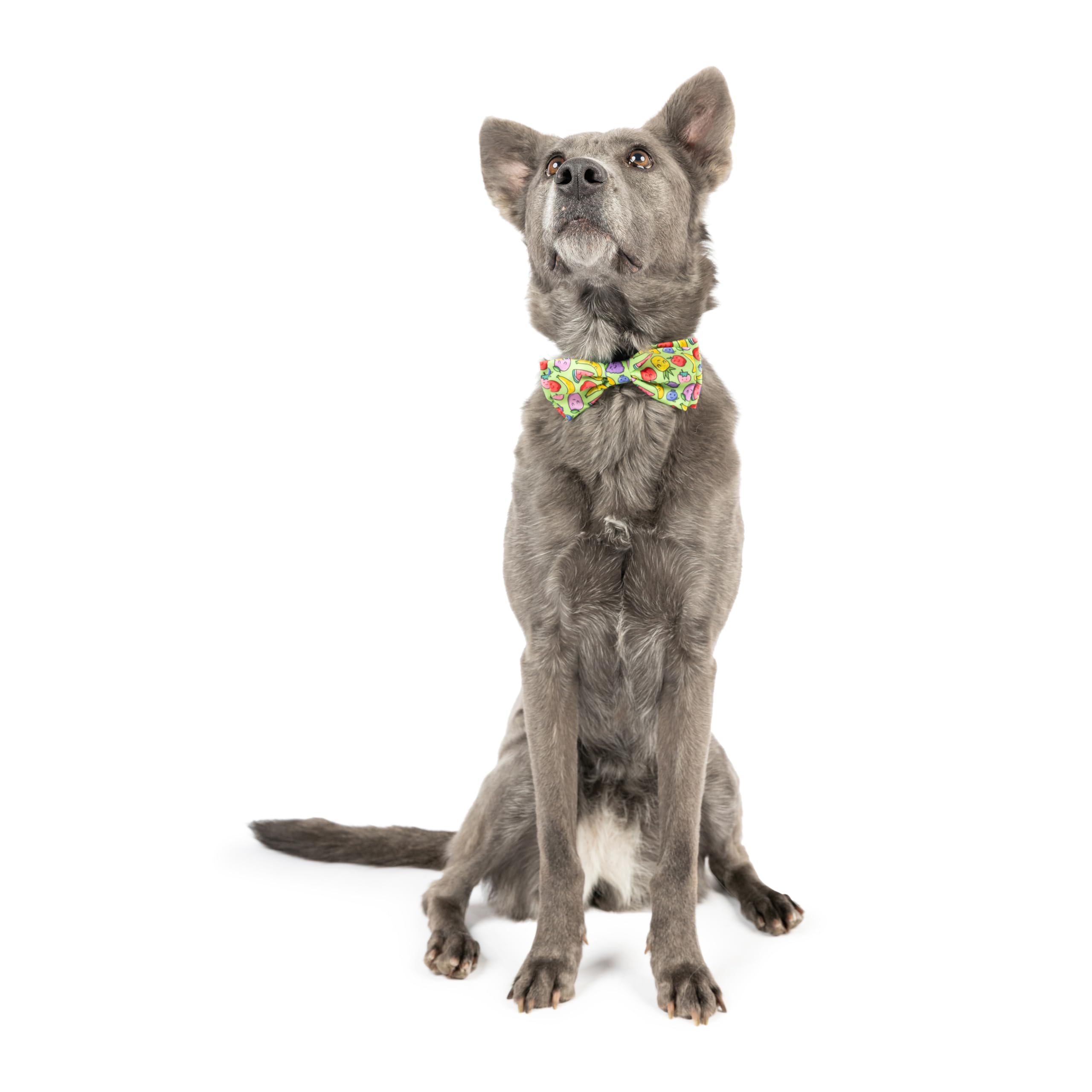Huxley & Kent Bow Tie For Pets - Tutti Fruity (Large) - Spring Bow Tie Collar Attachment - Fun Collar Accessory For Dogs & Cats