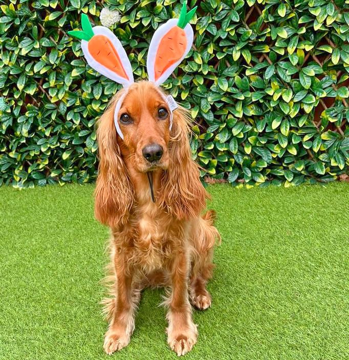 Midlee Carrot Bunny Ears Easter Dog Headband Costume (Large)