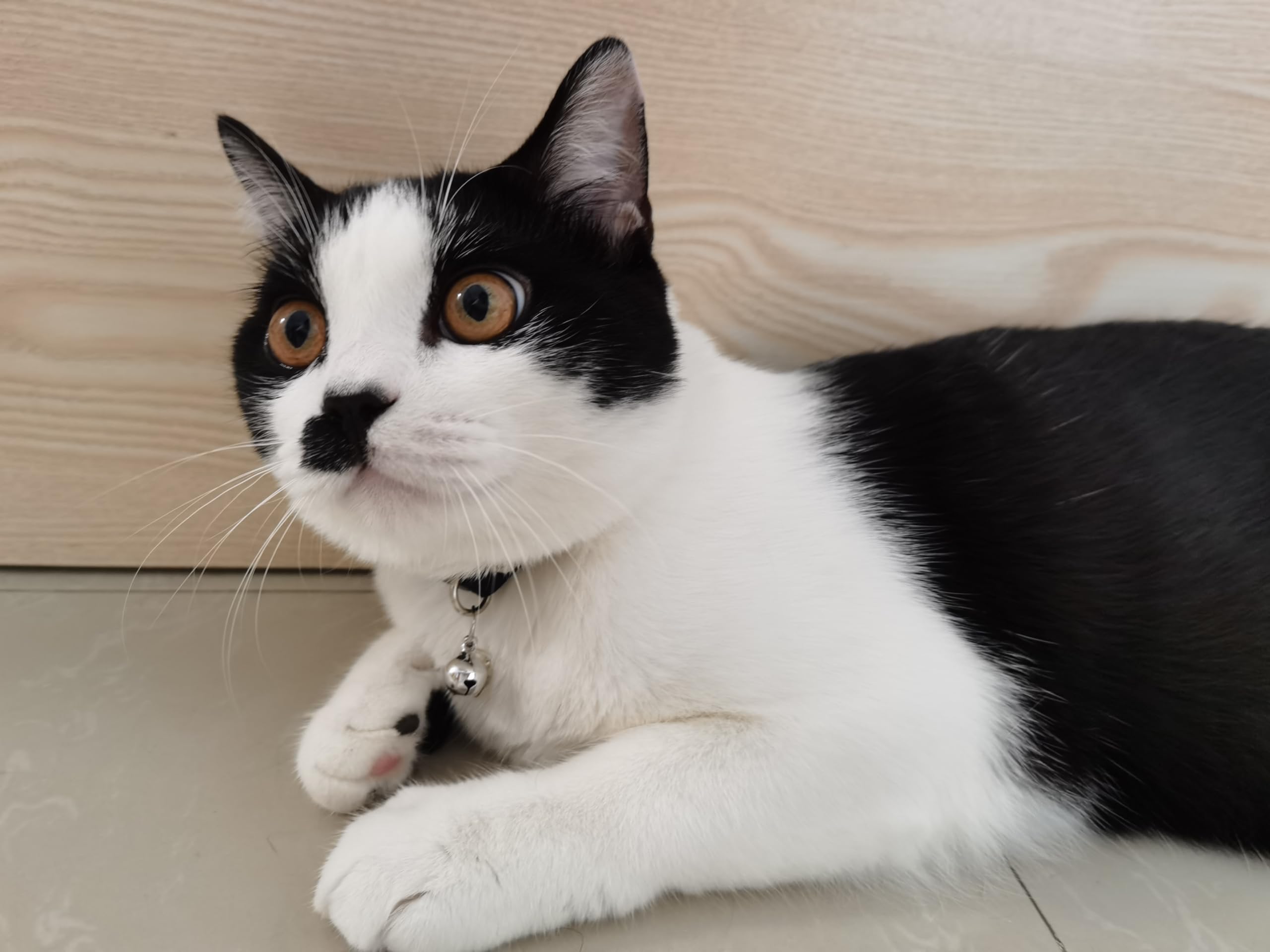 Rhinestone Cat Collar Breakaway Safety Buckle With Bell, Adjustable Diamond Girl Boy Kitty Cute Comfy Collar For Kitten Small Pe