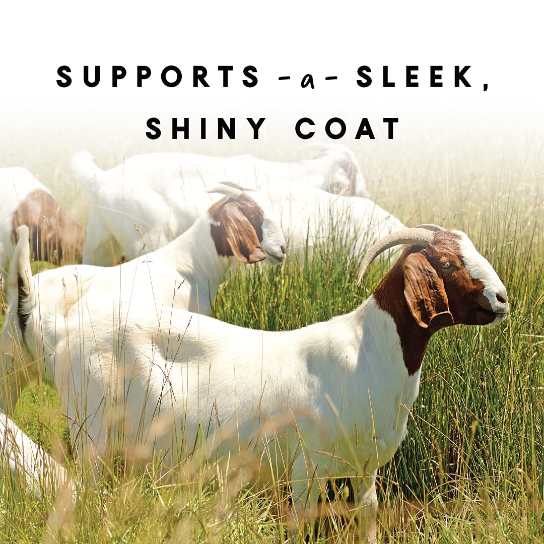 Manna Pro Goat Coat & Skin Supplement, Supports Healthy Skin, Shiny Coat & Overall Wellness, Goat Feed Supplement, Vitamins & Mi