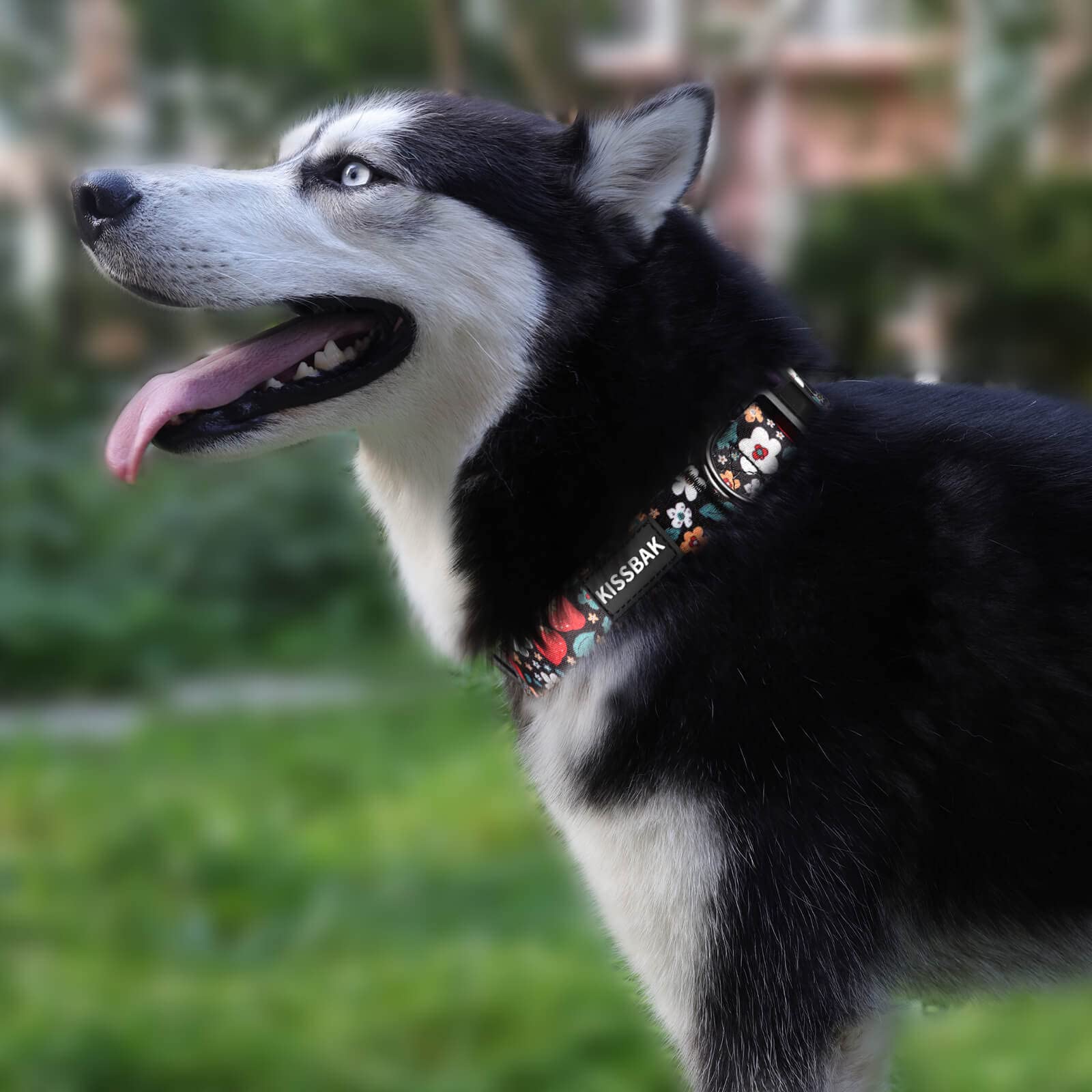 Kissbak Dog Collar For Small Dogs - Special Design Puppy Collar Cute Small Girl And Boy Dog Pet Collar Soft Adjustable Fancy Flo