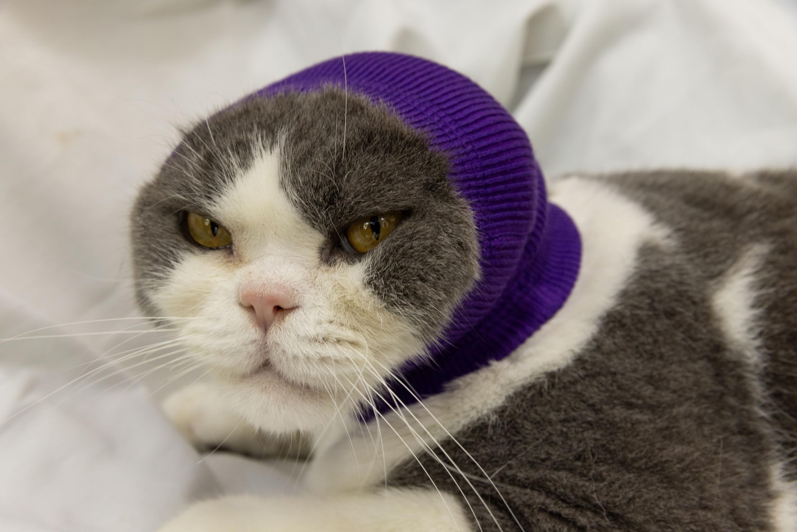 Ddfs Cat Head Cover Ear Wrap Pinpoint Mesh Neck Cowl Cat Grooming Headband Snood For Cat Purple+Blue S