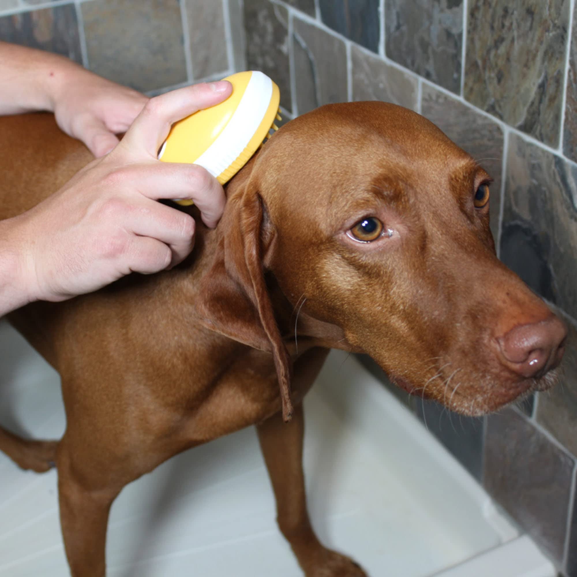 Penn-Plax 2 In 1 Shampoo Dispensing Pet Bath Brush - Soap, Lather, Scrub, And Massage Your Dog Or Cat - Safe For All Ages And Br