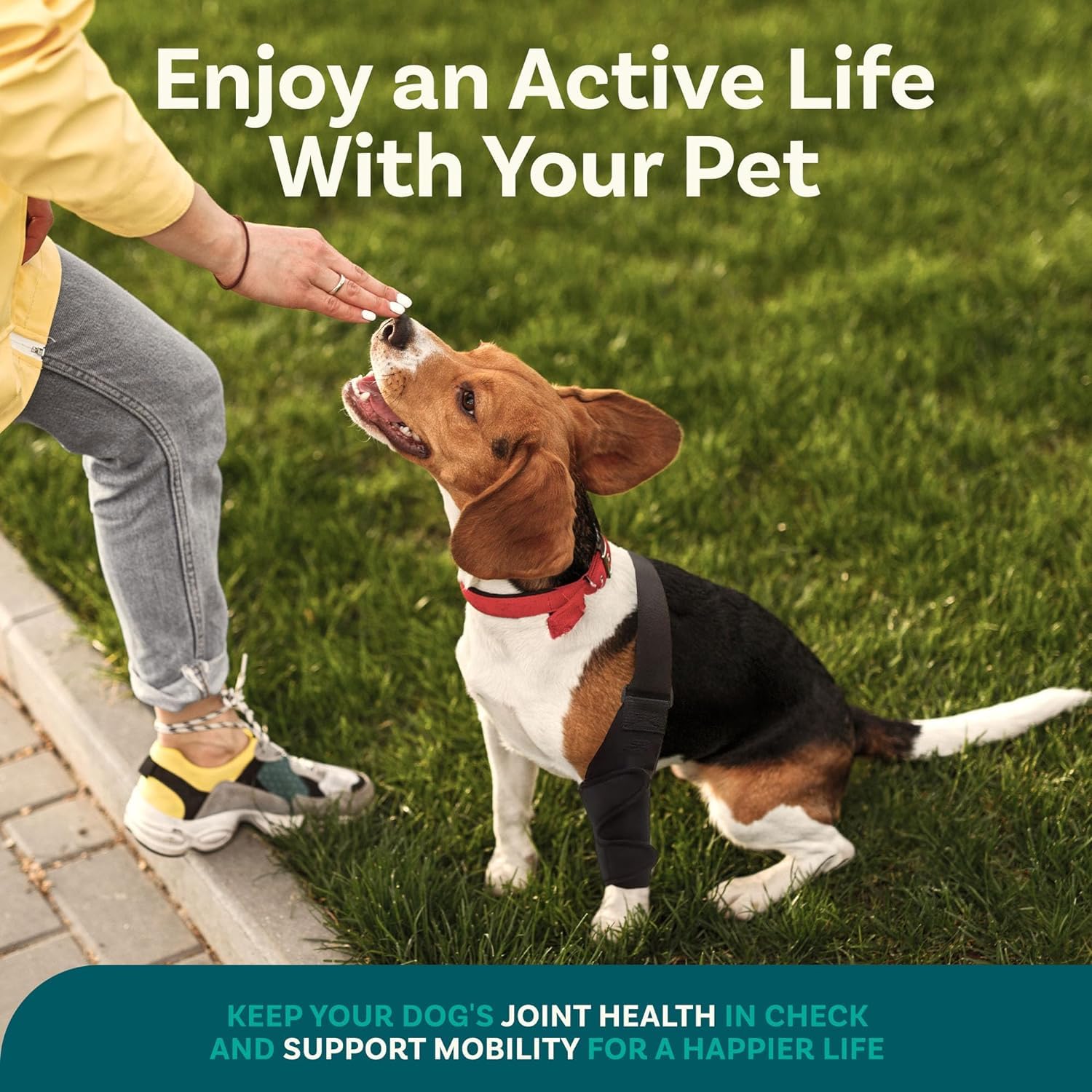 Dog Knee Brace, Dog Knee Brace for Torn Acl Hind Leg, Dog Leg Braces for Back Leg, Size Medium, Dog Acl Brace Hind Leg, Acl Brac