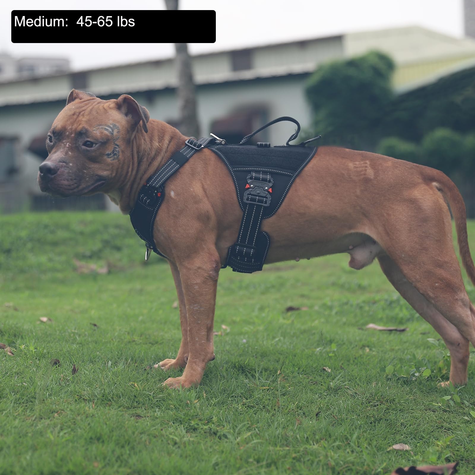 Icefang Gn8 Quick-Moving Tactical Dog Harness With Handle,Reflective In Training Walking K9 Vest,No-Pull Front Lead,5-Points Adjustable,Hook And Loop Panels (Elite Black, Medium (Pack Of 1))