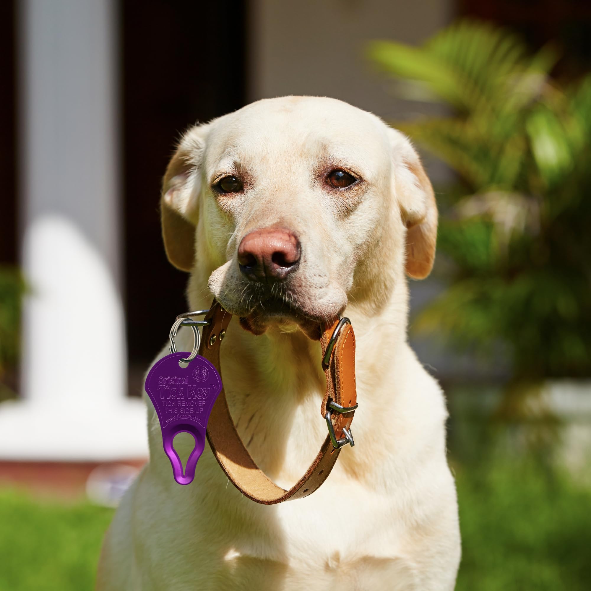 The Original Tick Key - Tick Detaching Device - Portable, Safe And Highly Effective Tick Detaching Tool (Purple)