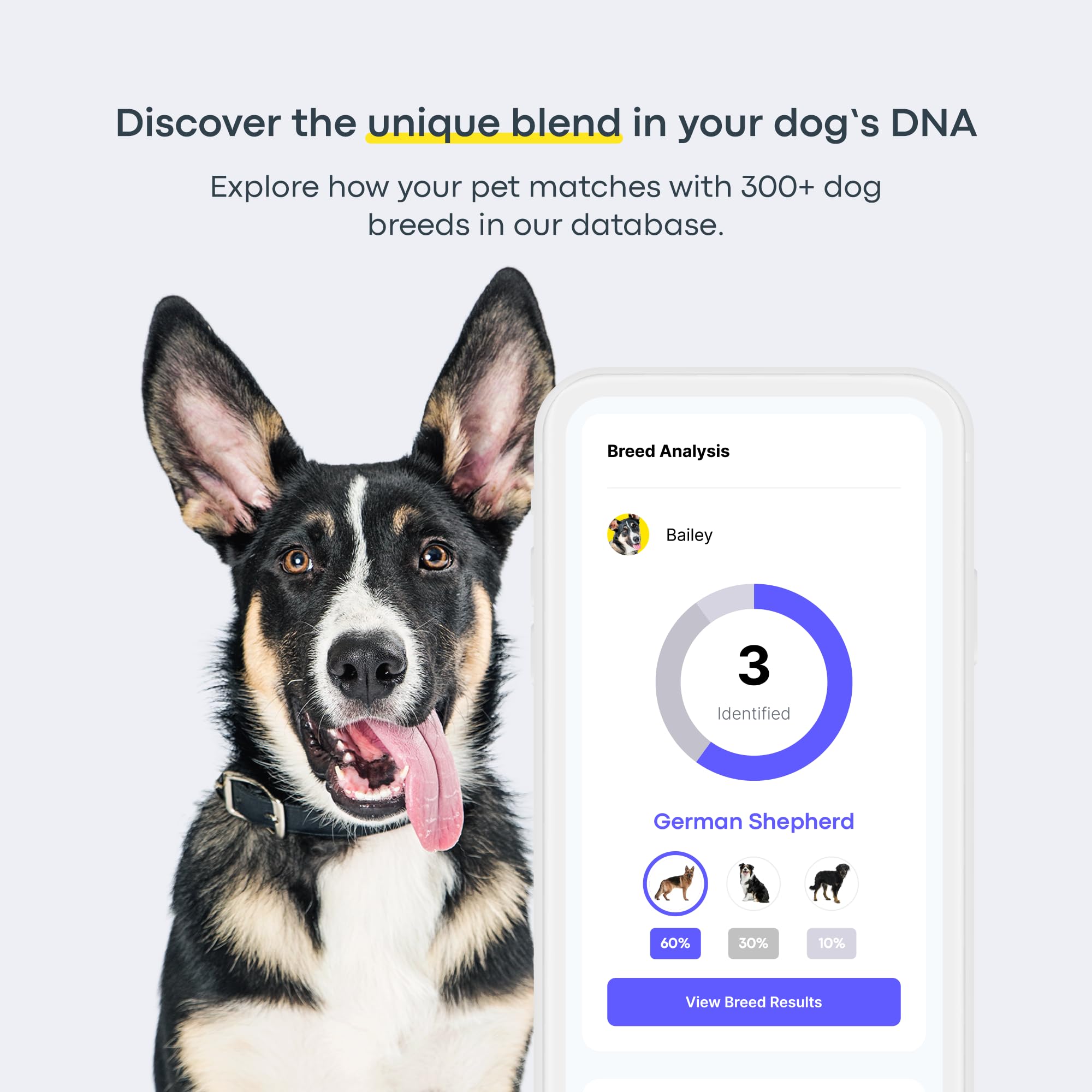 Basepaws Dog DNA Testing Kit - 300+ Breeds, 280+ Health Risks, Mixed Breed Identification, Canine Genetic Ancestry, Model DNAKIT