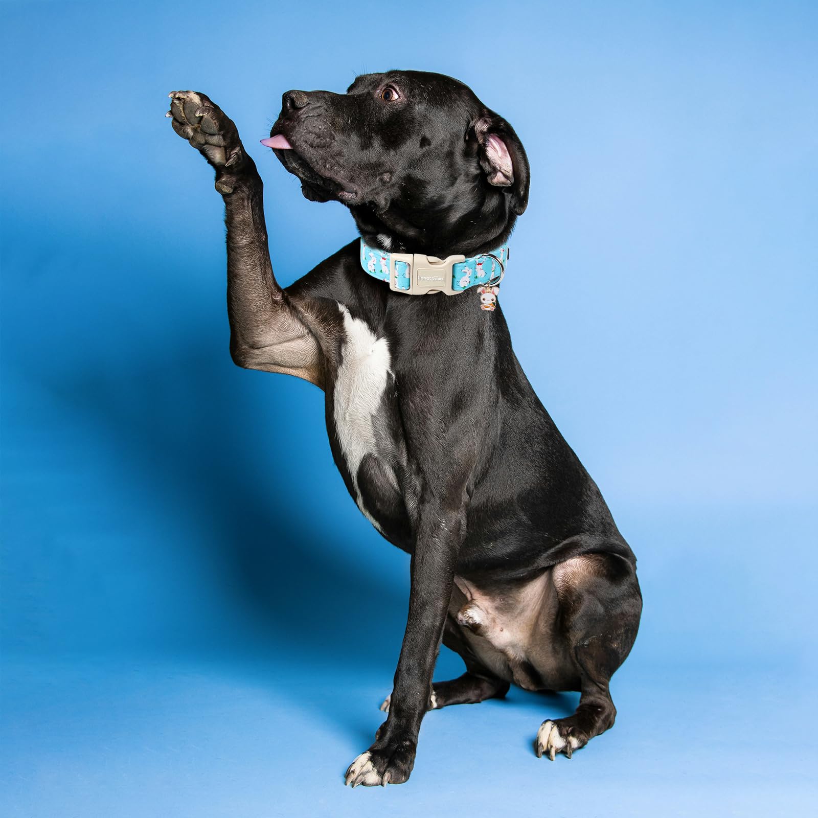 Lionet Paws Easter Dog Collar, Comfortable Adjustable Blue Rabbit Collar With Bunny Rabbit For Medium Male Female Dogs Collars,