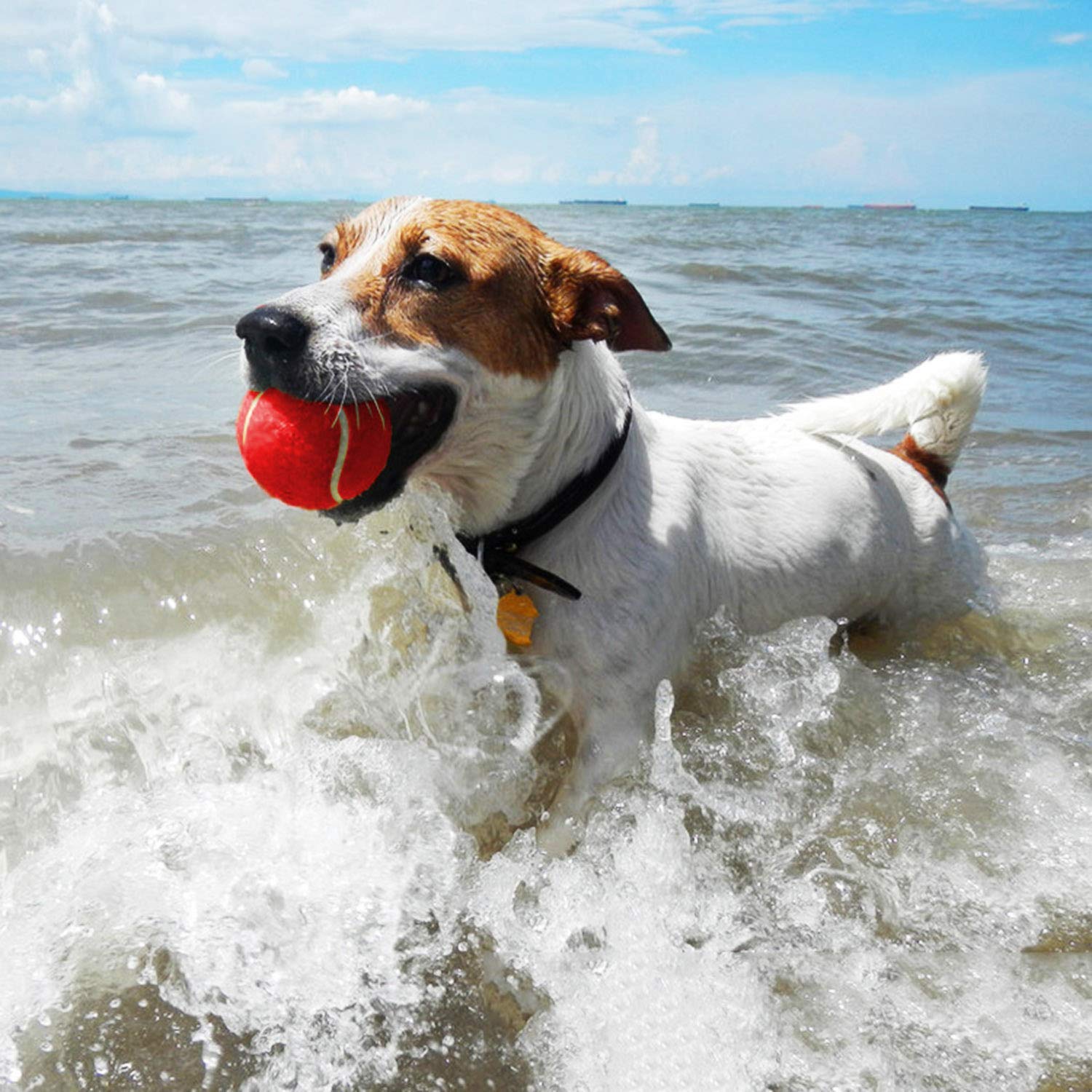 Ama Sport Tennis Balls For Dogs Toy 2.5' Size 12 Balls Pack Of Blue,Green,Red,Yellow Colours For Puppy,Small,Medium Dogs,Designed For Dog Floating,Water-Hunting,Fetch,Fun Playing,Mid-Air Catching