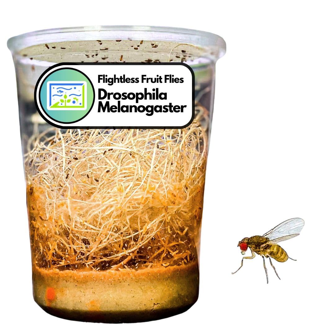 Creation Cultivated 32oz Fruit Fly Culture, Live Feeder Insects & Flightless Fruit Flies for Dart Frogs, Praying Mantis, Jumping