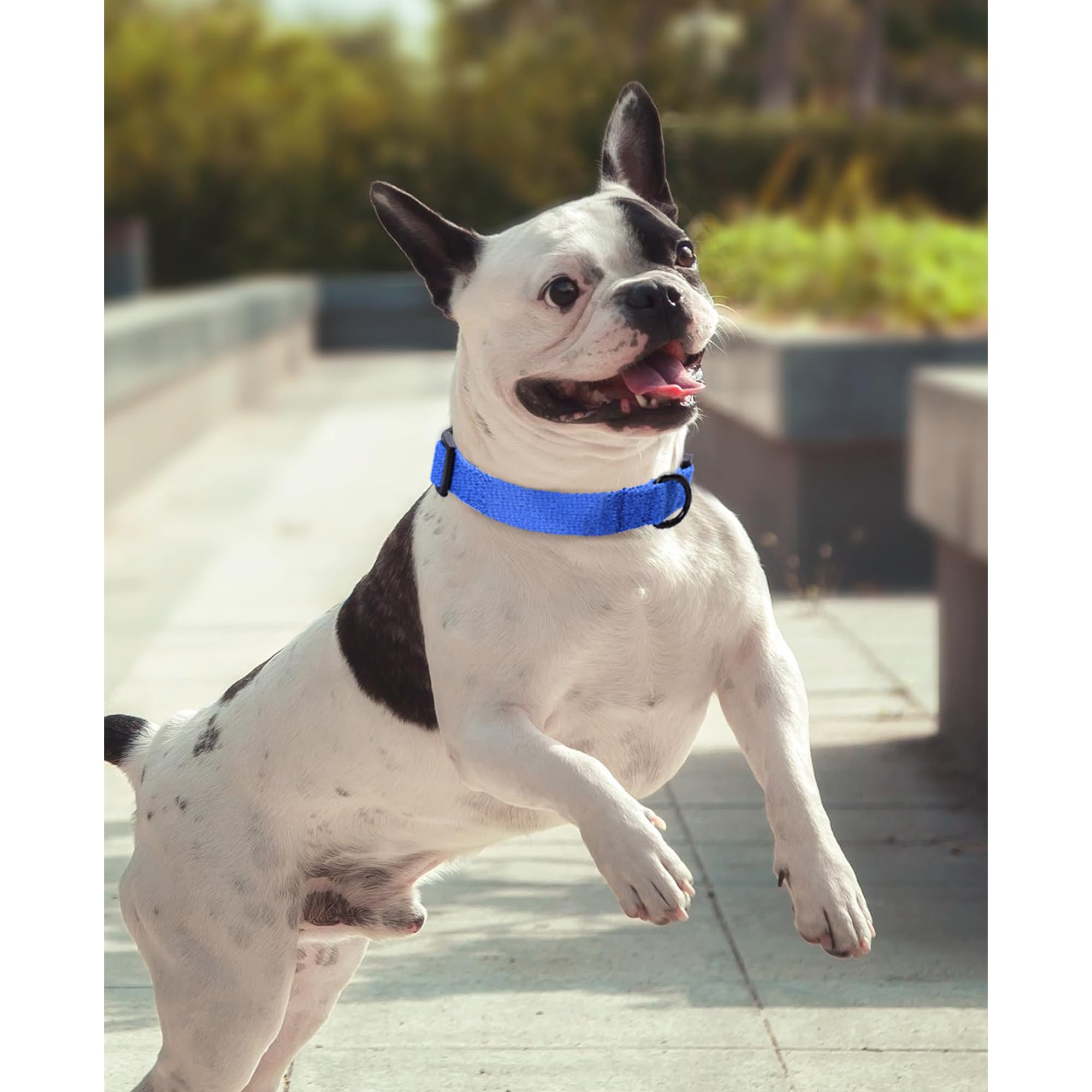 Mile High Life Soft & Strong Poly Cotton Adjustable Dog Collar With Quick Release Buckle For Small To Large Dogs(Blue, Large Nec