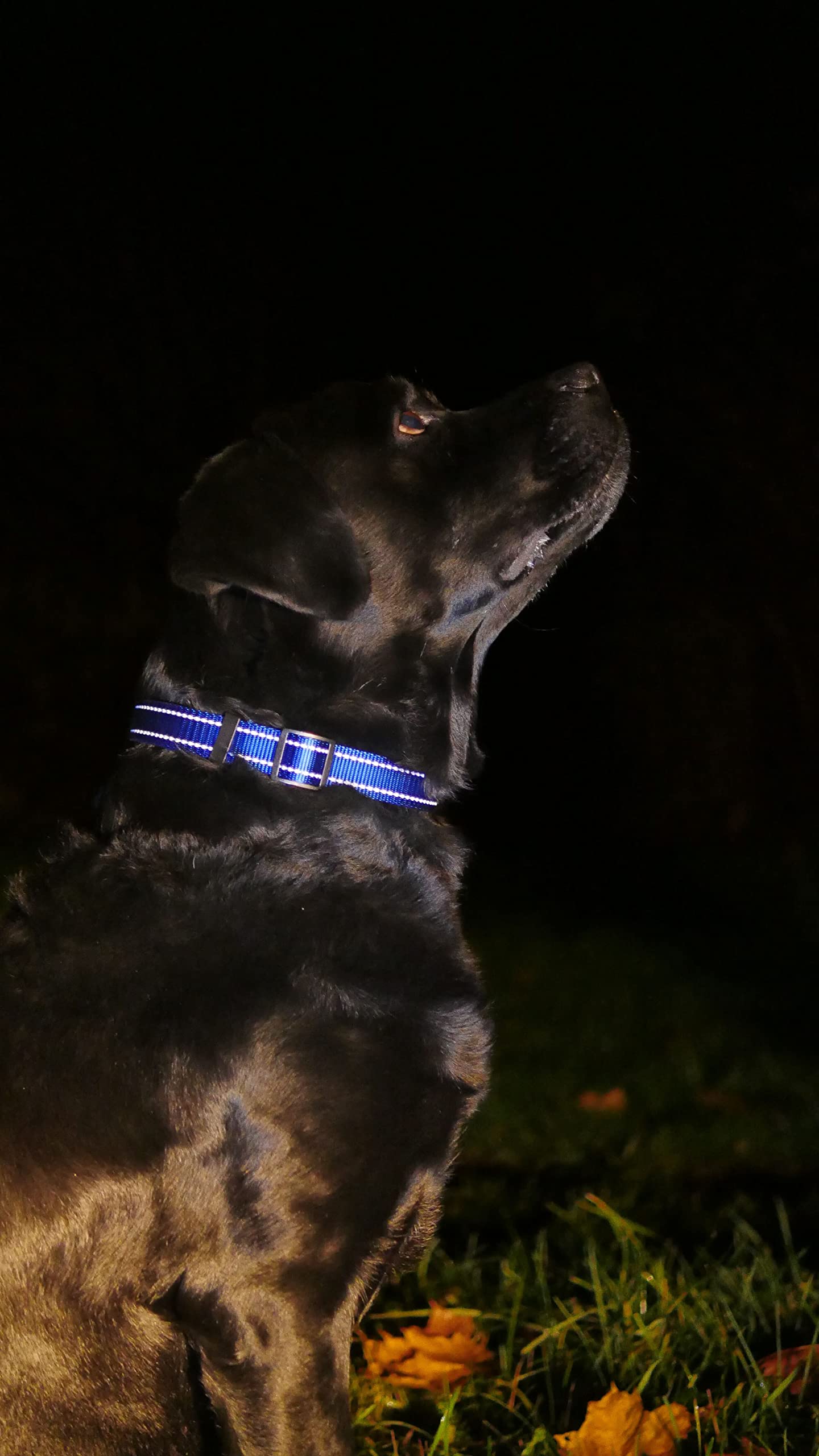 Collardirect Reflective Dog Collar For A Small, Medium, Large Dog Or Puppy With A Quick Release Buckle - Boy And Girl - Nylon Suitable For Swimming (14-18 Inch, Blue)
