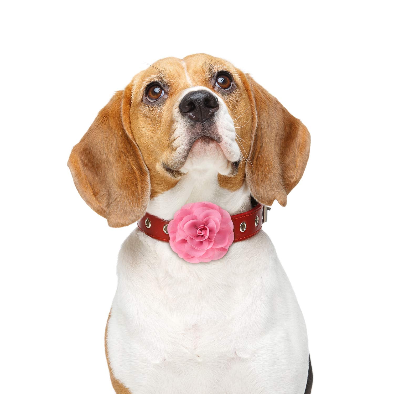 4 Pieces Dog Flower Bow Collar Multicolored Pet Bow Collar Dog Charms Flower Set For Puppy Dog Collar Cat Pet Grooming Accessories (Red, Rose Red, Light Pink, Milk White)